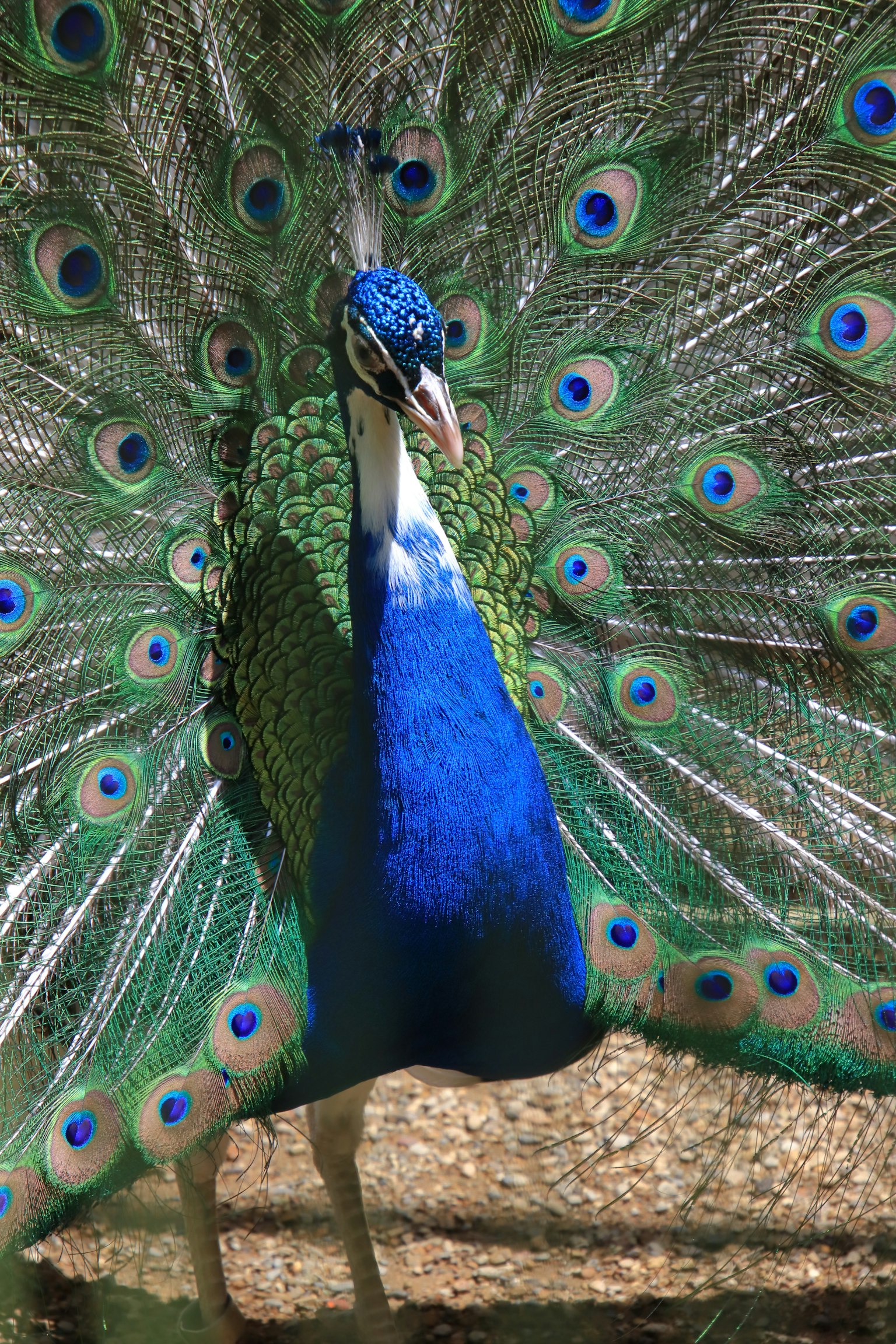 Un bellissimo pavone che mostra le sue piume blu vivaci