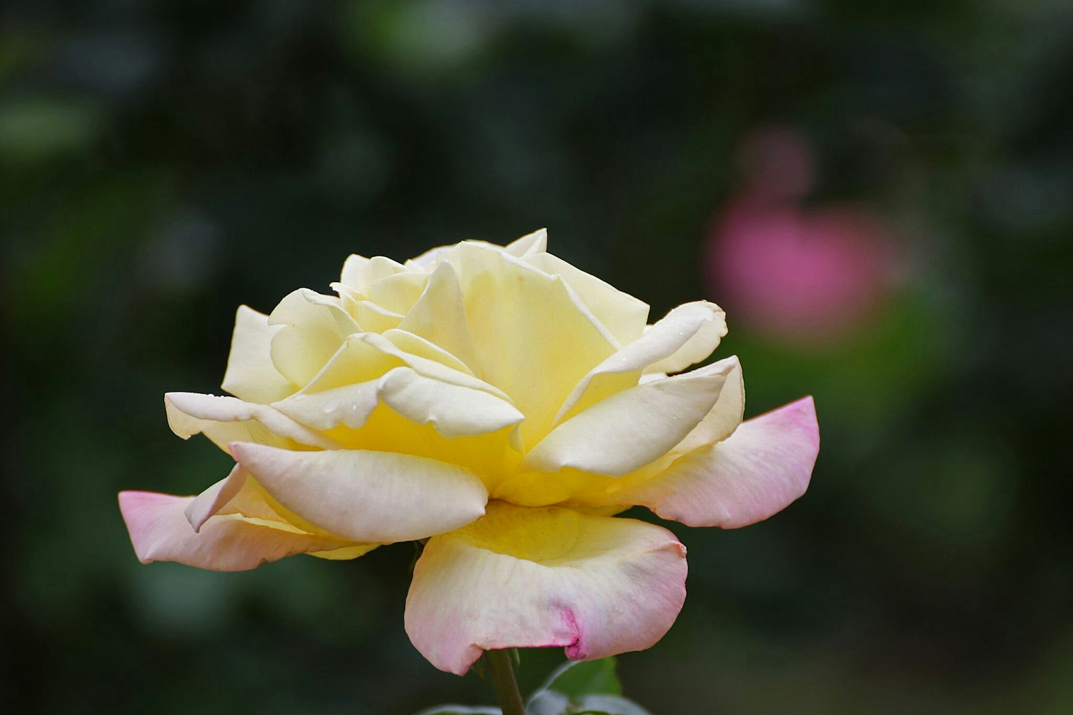 Schöne gelbe Rose mit sanften rosa Rändern an den Blütenblättern