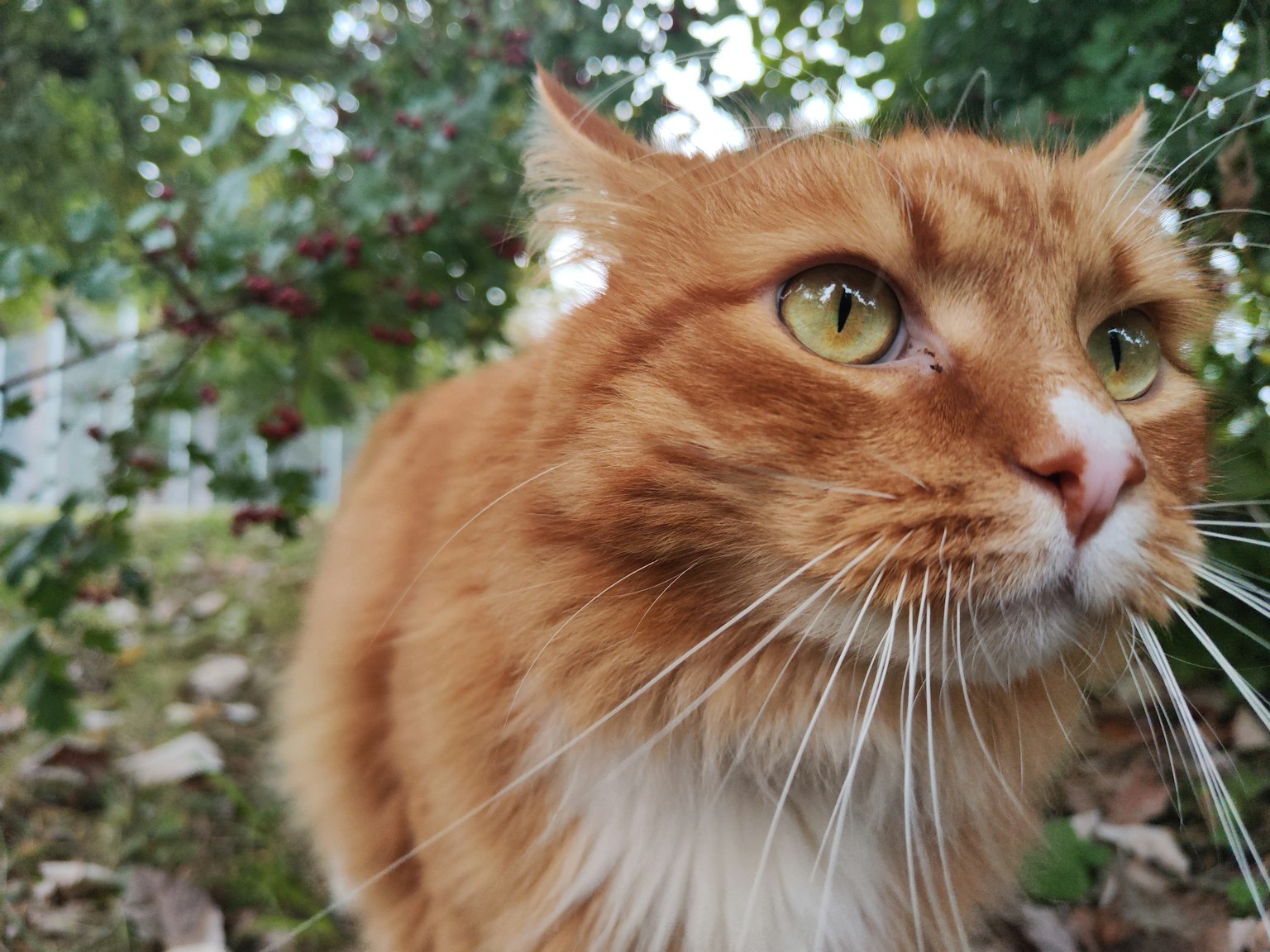 橙色猫咪特写，绿色眼睛平静地注视 背景有绿色植物