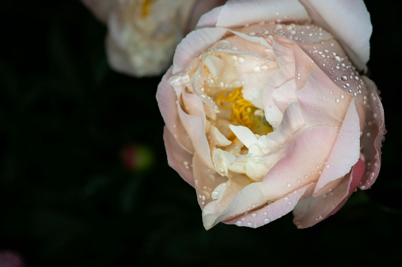 Fiore di rosa con petali rosa e gocce d'acqua
