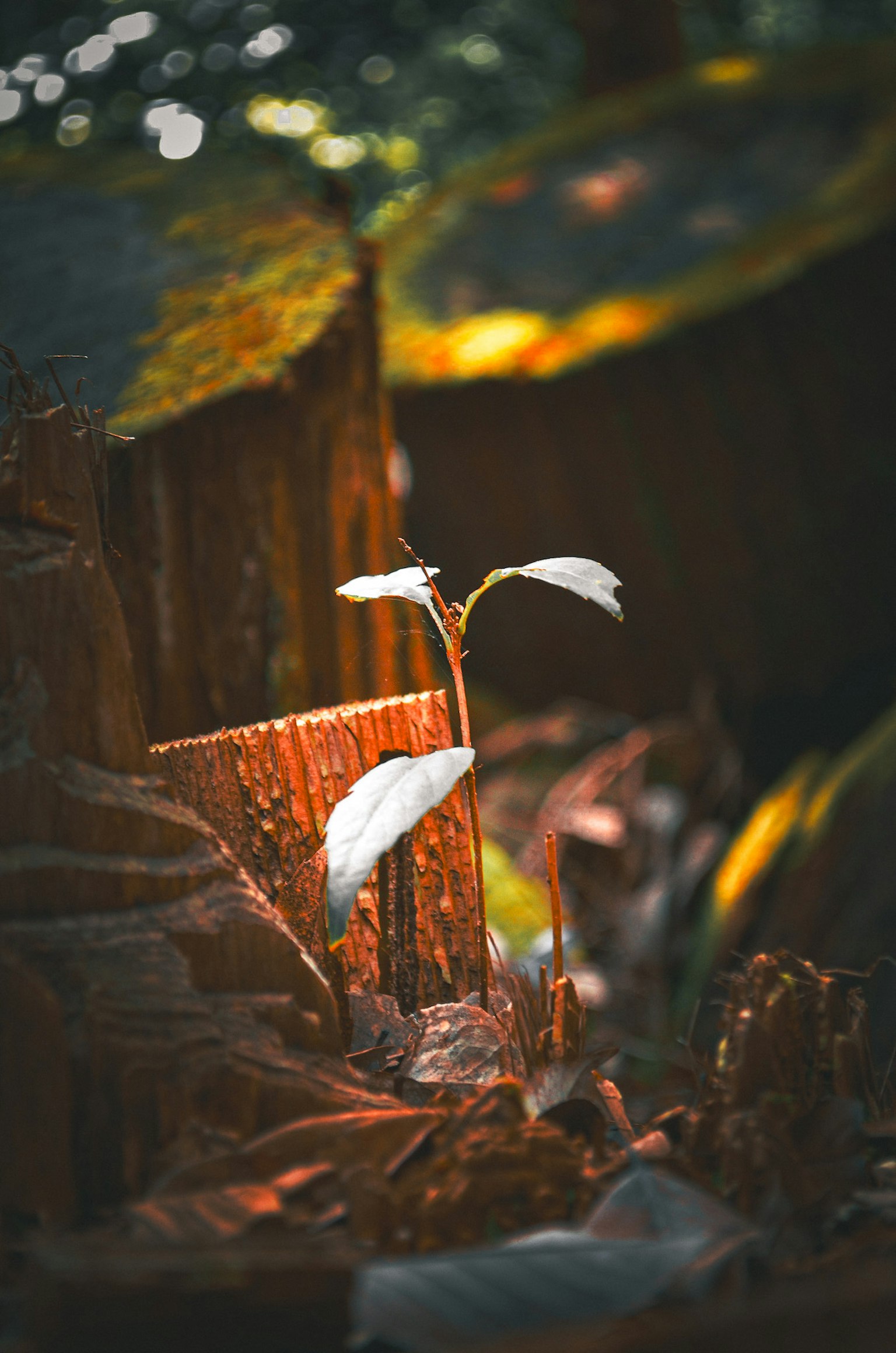 Small plant sprouting from a tree stump with soft light