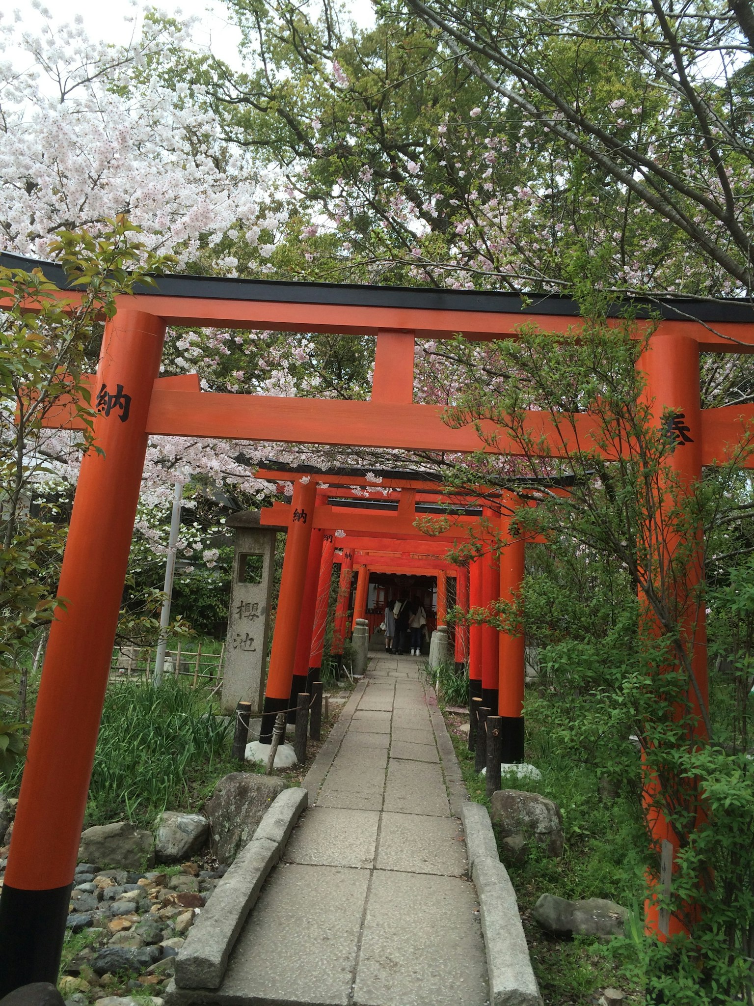 Hầm torii đỏ với cây anh đào nở hoa