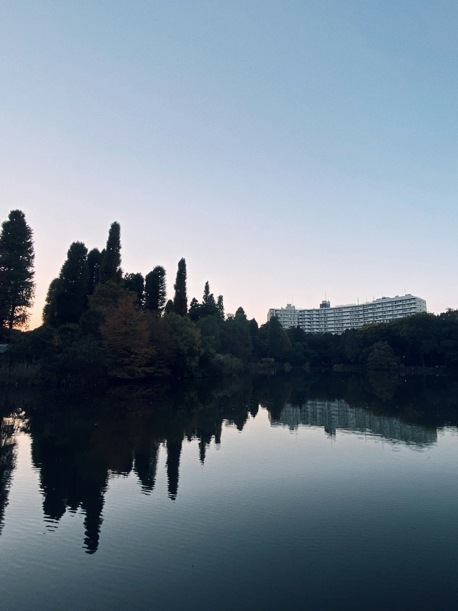Vista serena del lago con alberi in silhouette e riflessi