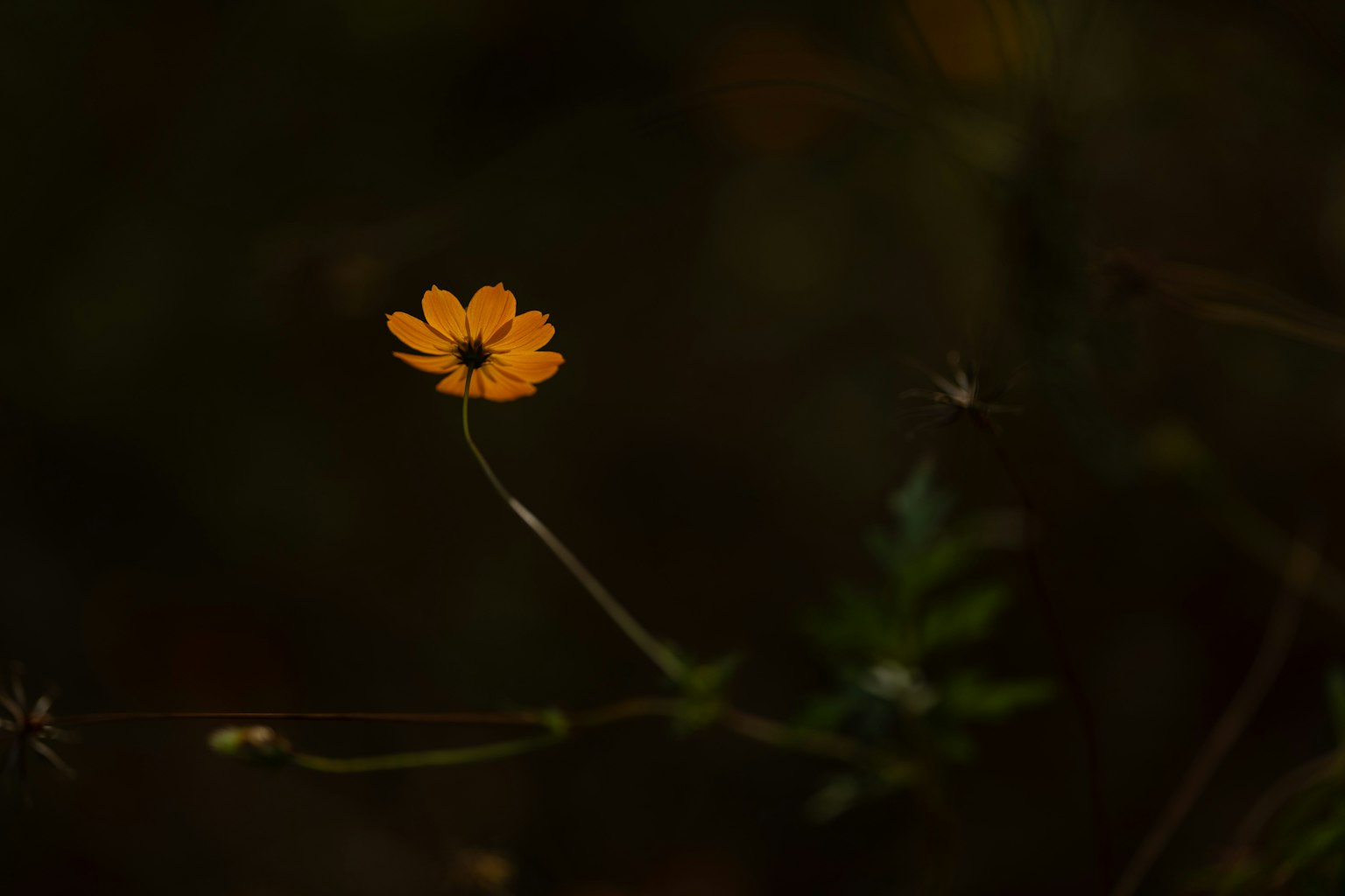 Une seule fleur orange se détachant sur un fond sombre