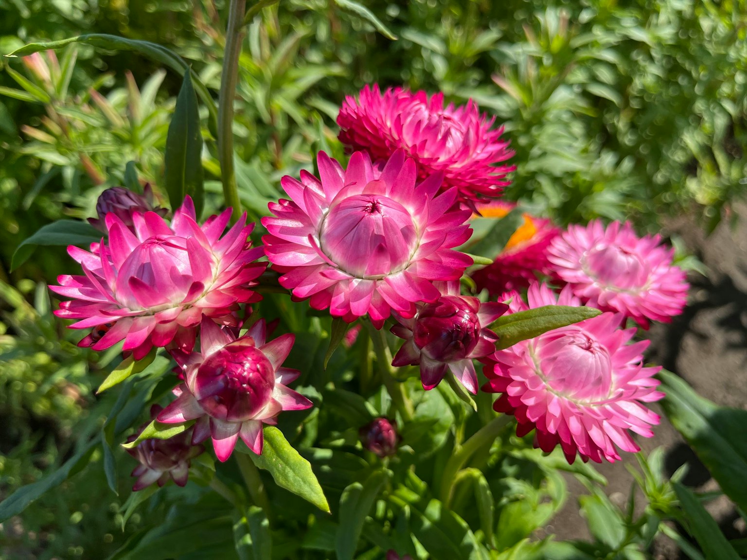 Vibrant pink flowers clustered together surrounded by green leaves
