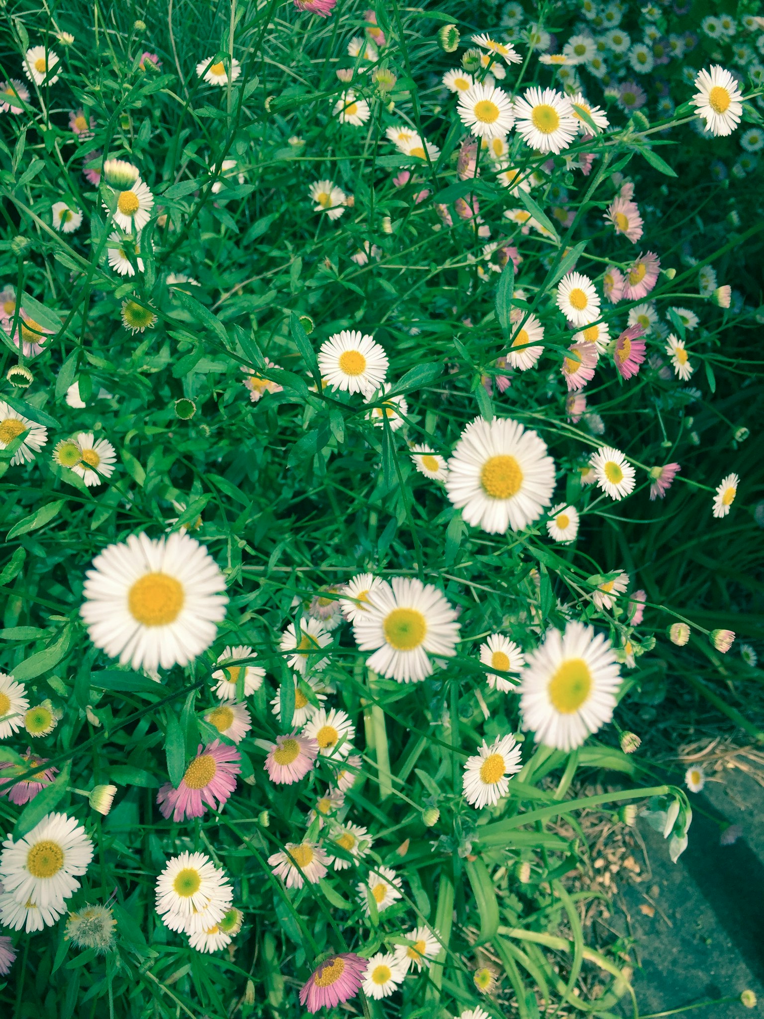Mazzo di fiori bianchi con centri gialli circondati da fogliame verde