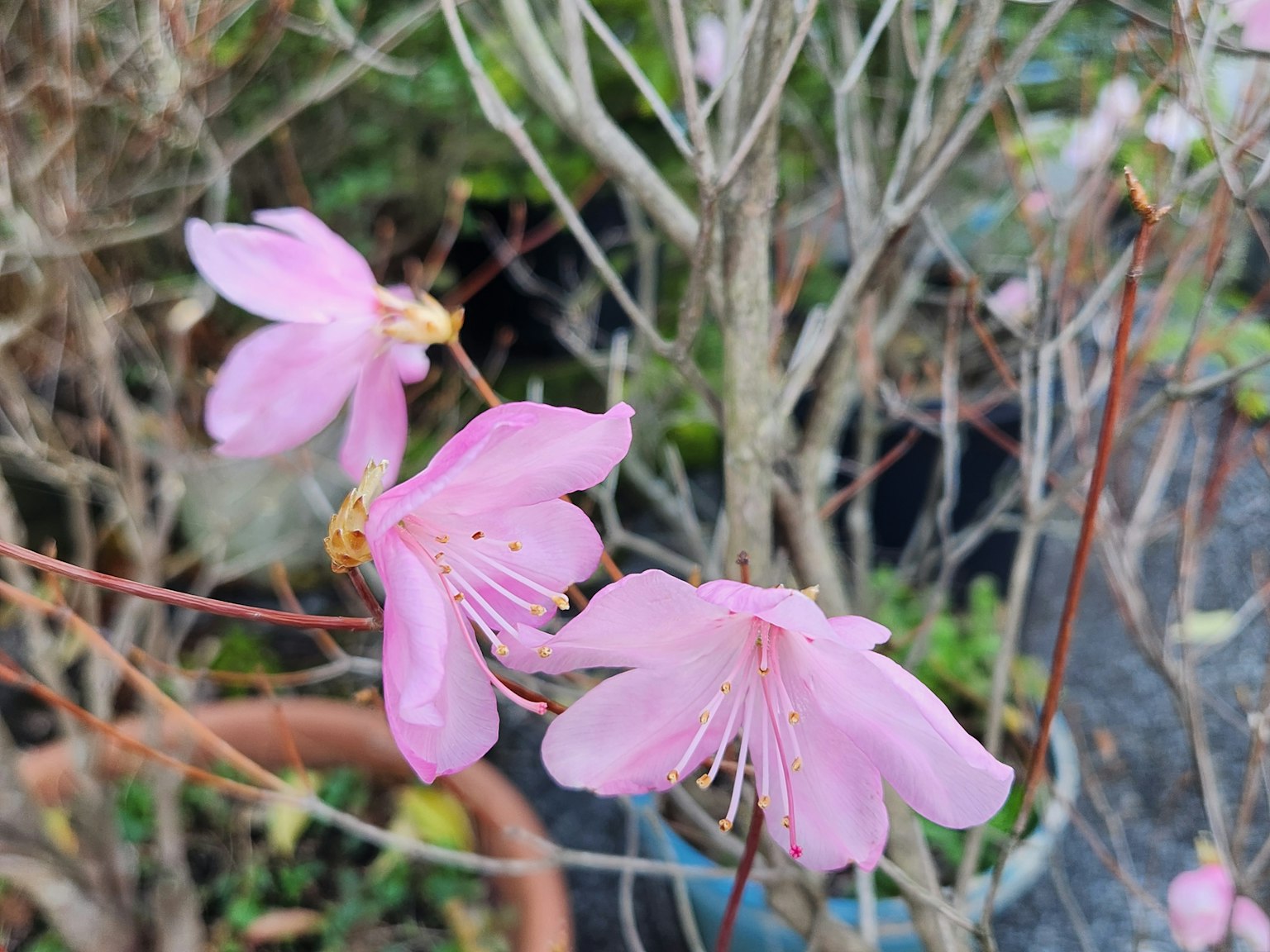 Bunga pink lembut mekar di cabang dengan ranting kering di latar belakang