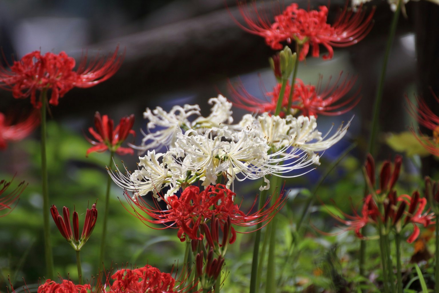 Schöne Szene mit roten und weißen Spinnenlilien in Blüte