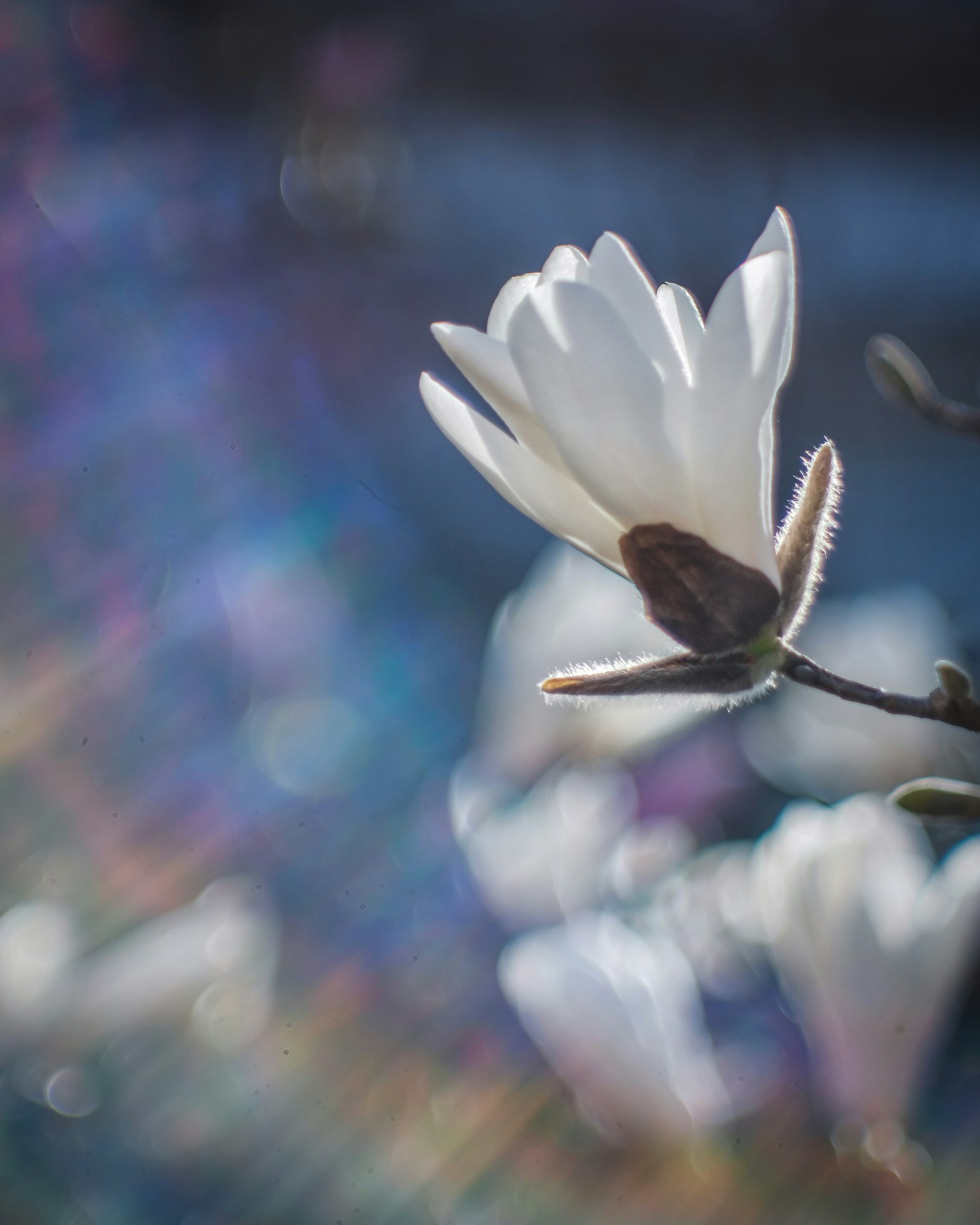 Primo piano di un fiore bianco con uno sfondo sfocato morbido