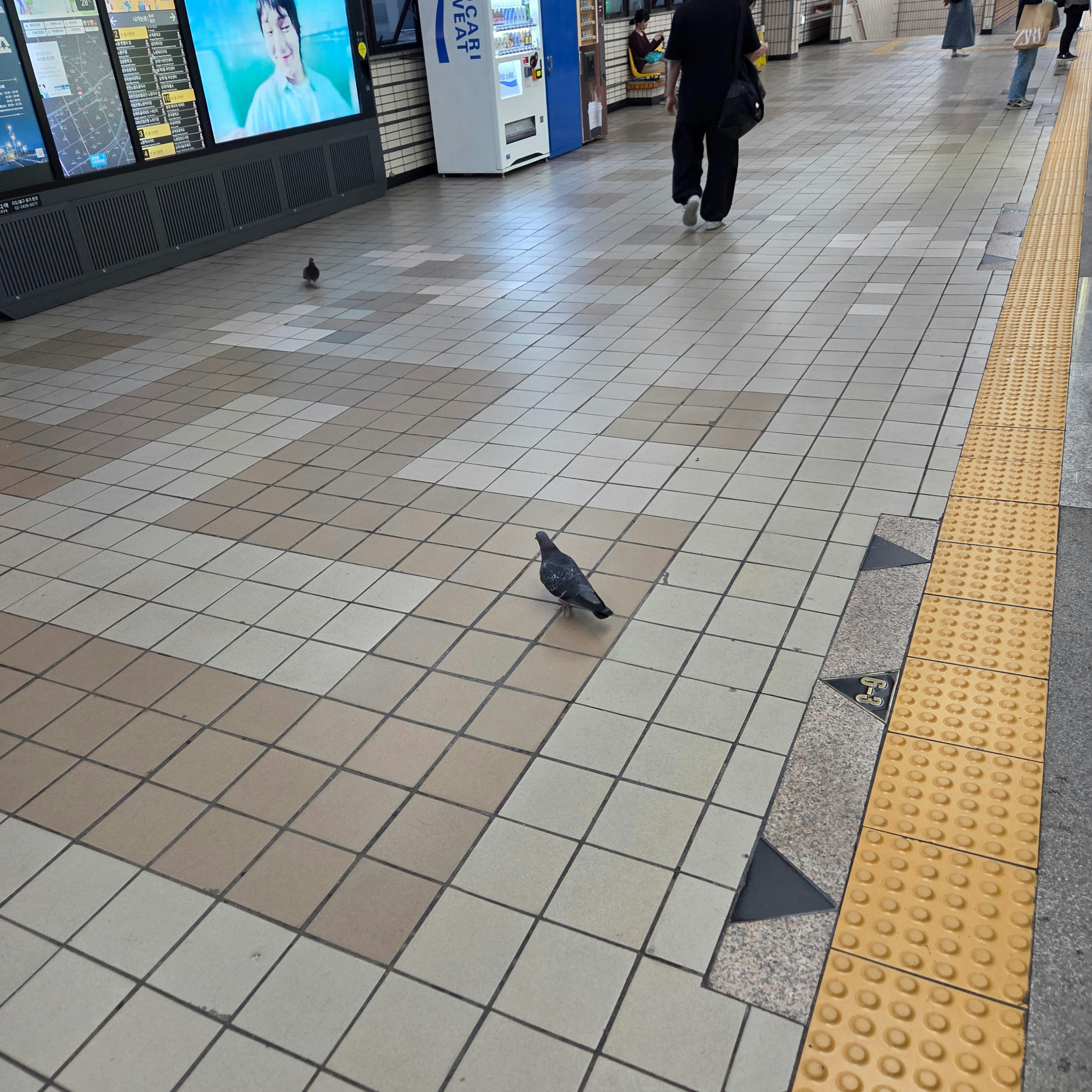 駅のホームでタイル床の上を歩く鳩