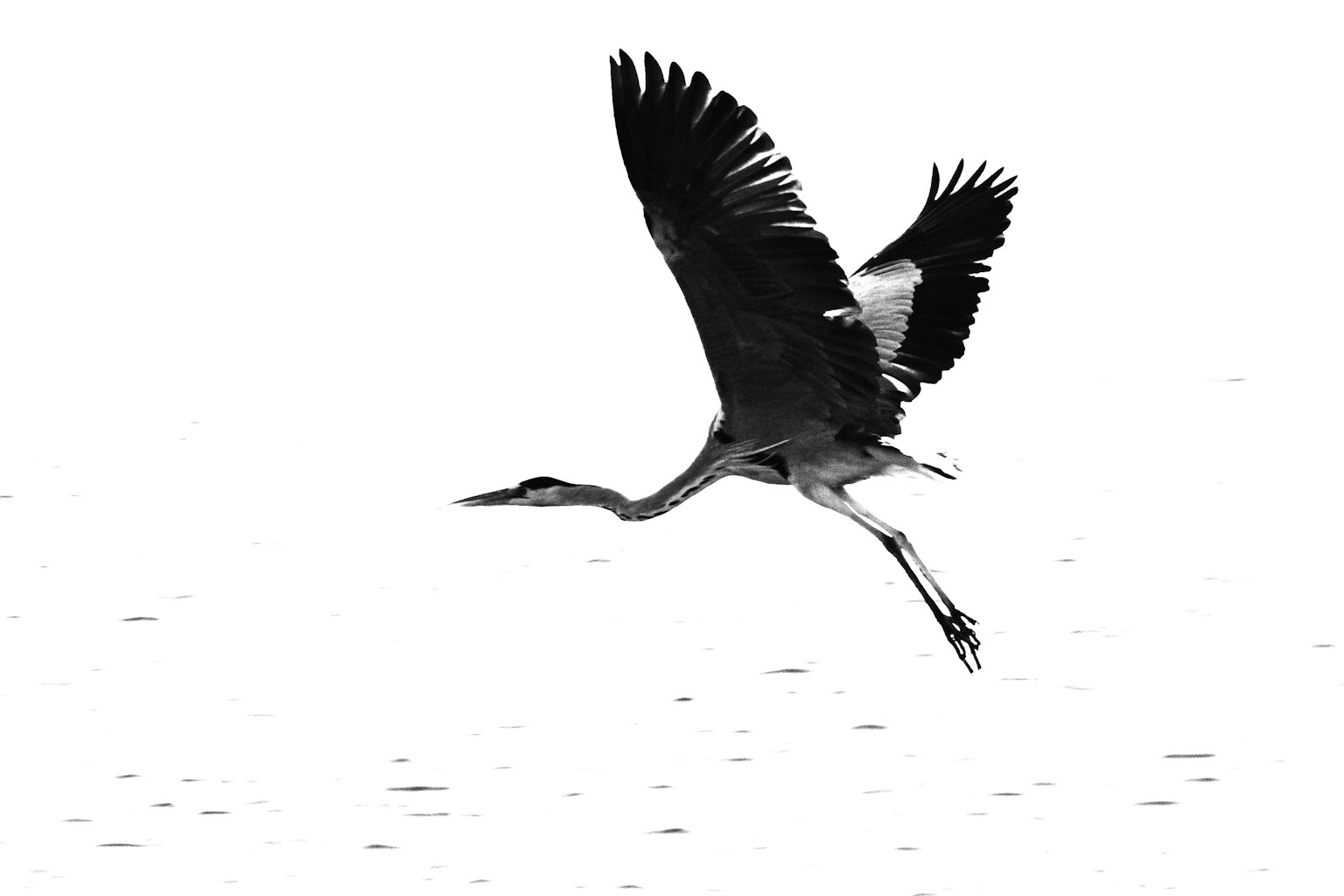 Seekor burung bangau terbang di latar belakang putih