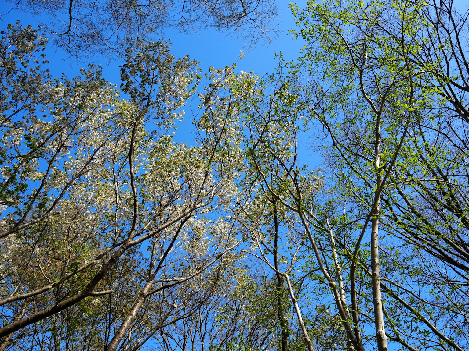 Blick auf den blauen Himmel und frische grüne Bäume von unten
