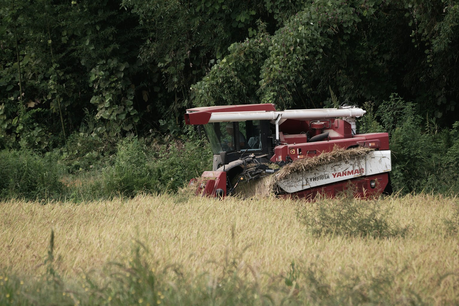 Trattore rosso in un campo che raccoglie riso
