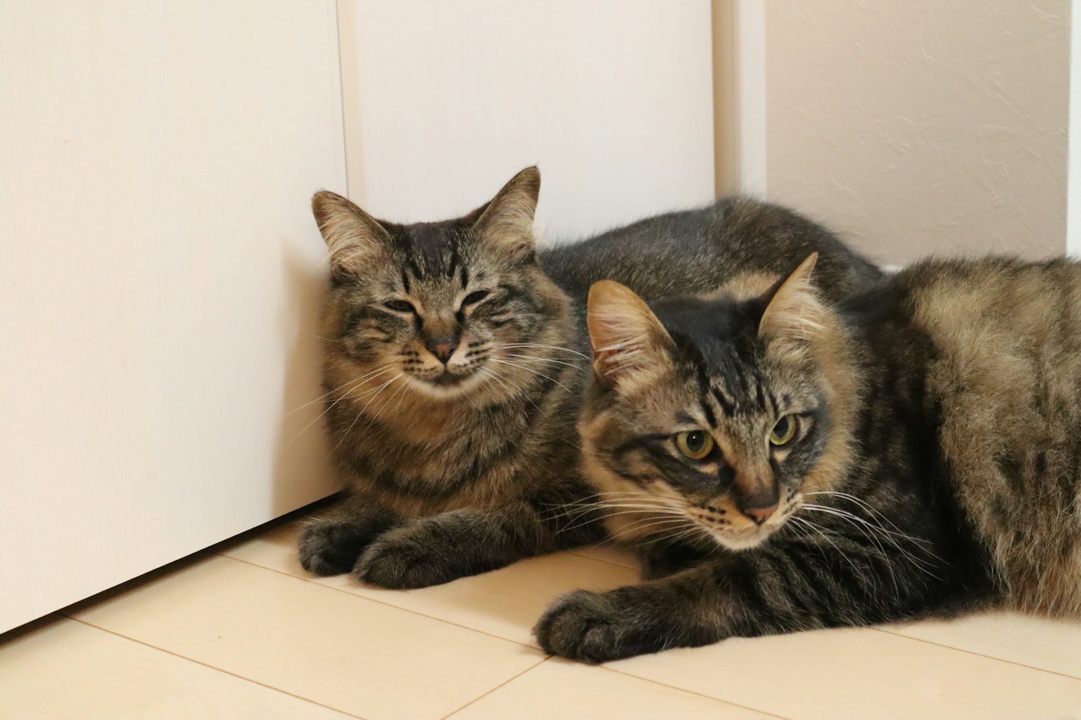Dos gatos acostados cerca de una puerta