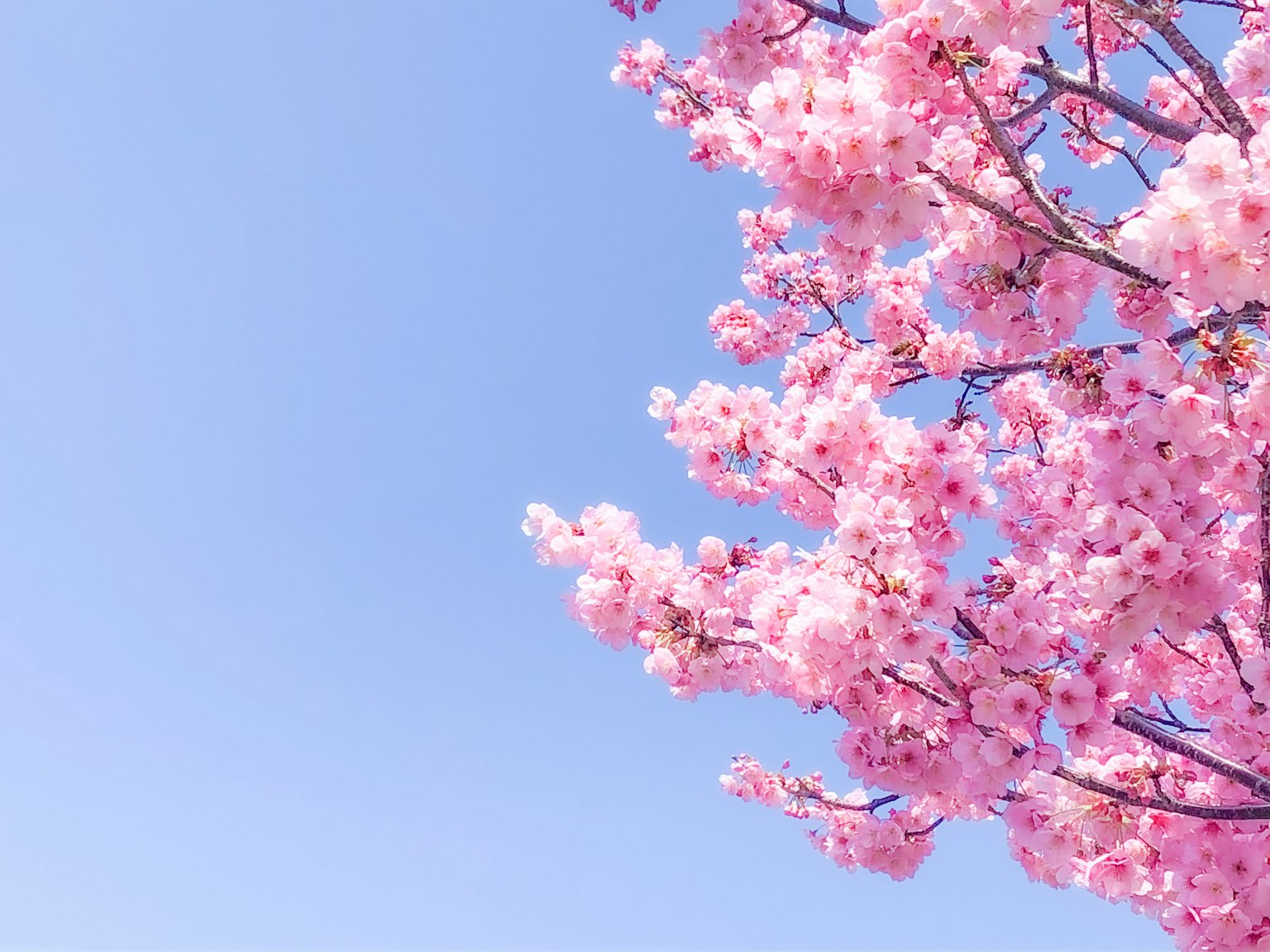 Branche de cerisiers en fleurs contre un ciel bleu
