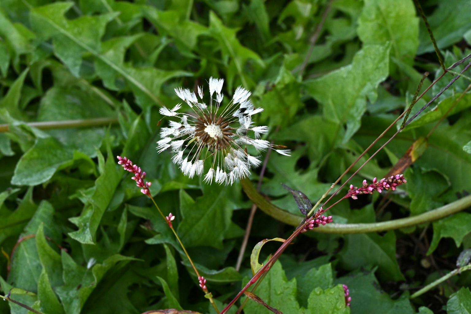 Immagine di un fiore bianco circondato da foglie verdi