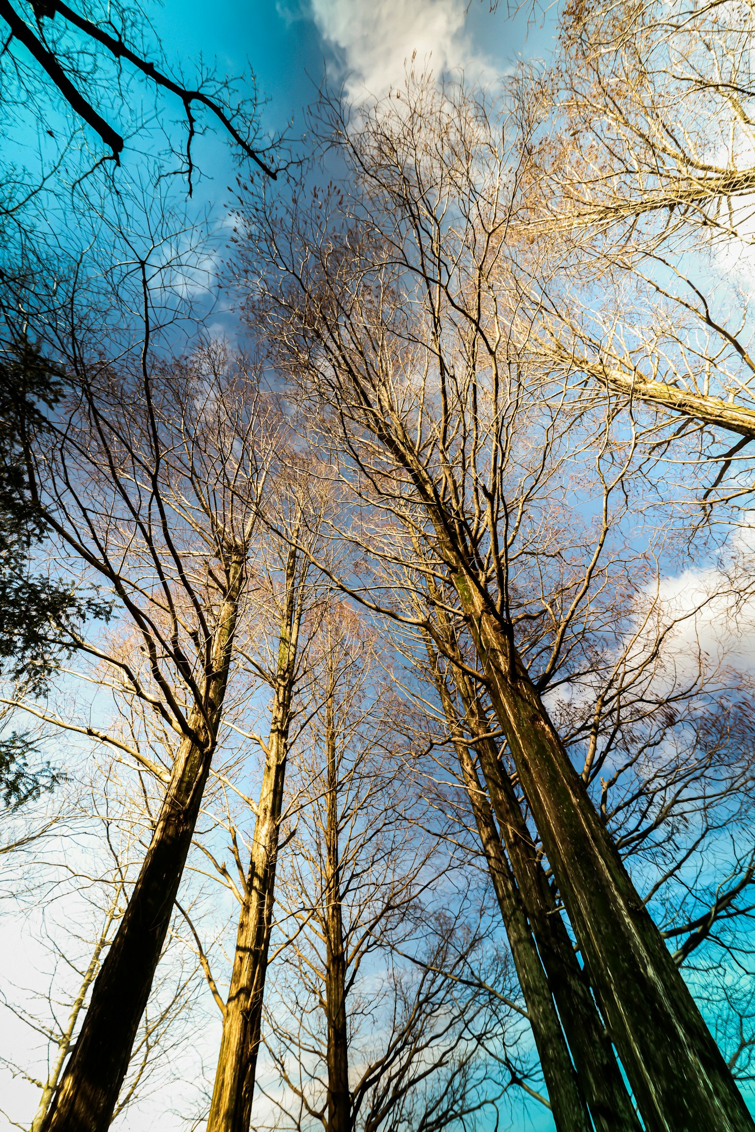 Alti alberi che si ergono verso il cielo blu