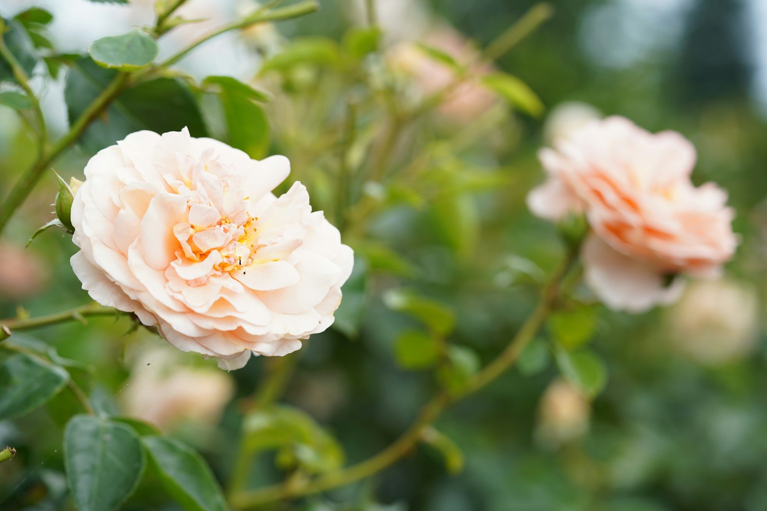 Sanfte rosa Rosenblüten umgeben von grünen Blättern