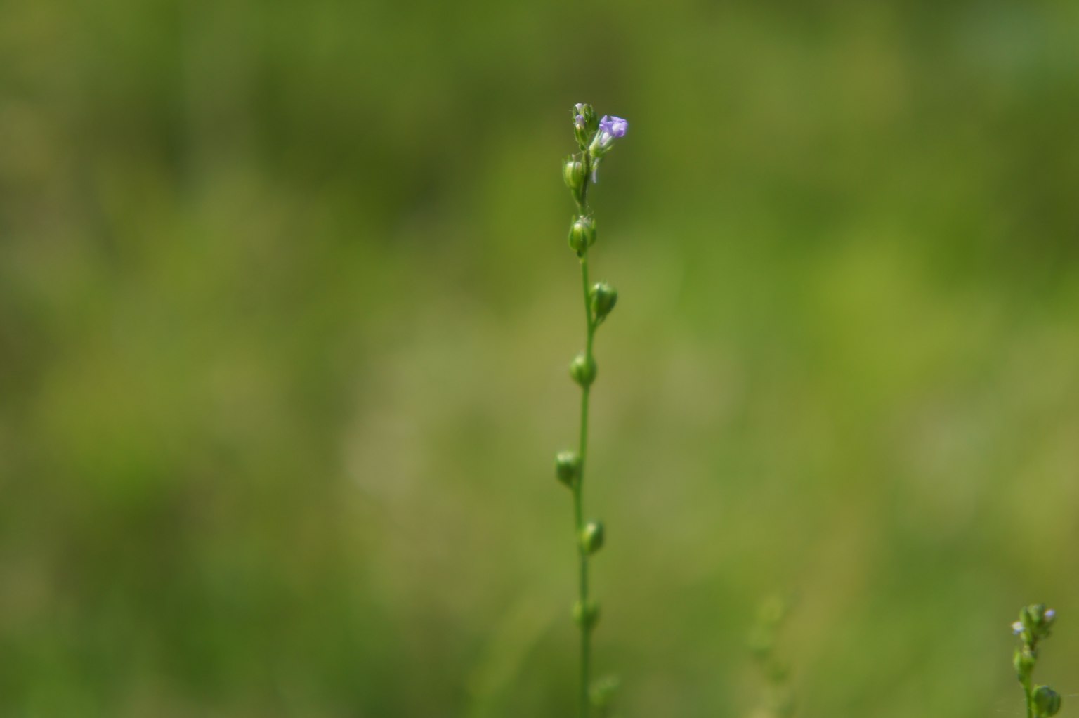 细茎植物与小蓝花模糊的绿色背景