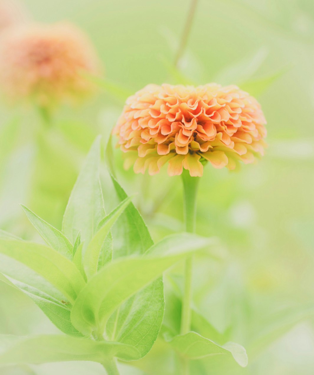 淡い緑の背景に咲くパステルカラーの花のクローズアップ
