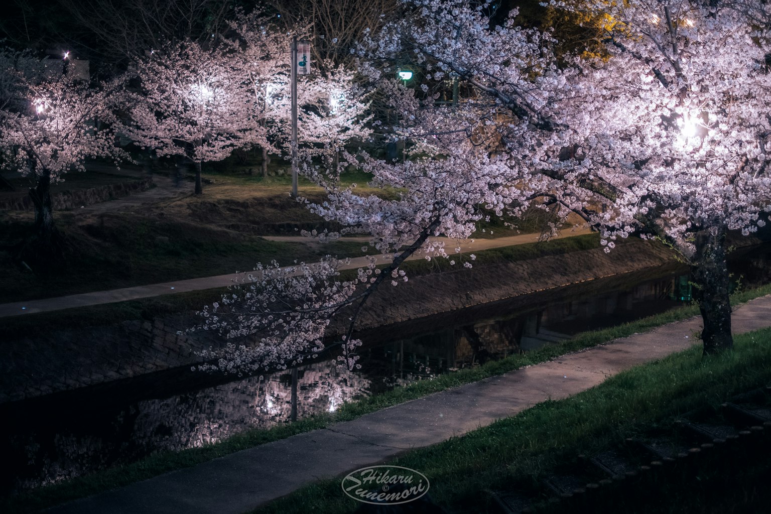 公園中夜間照亮的櫻花景觀
