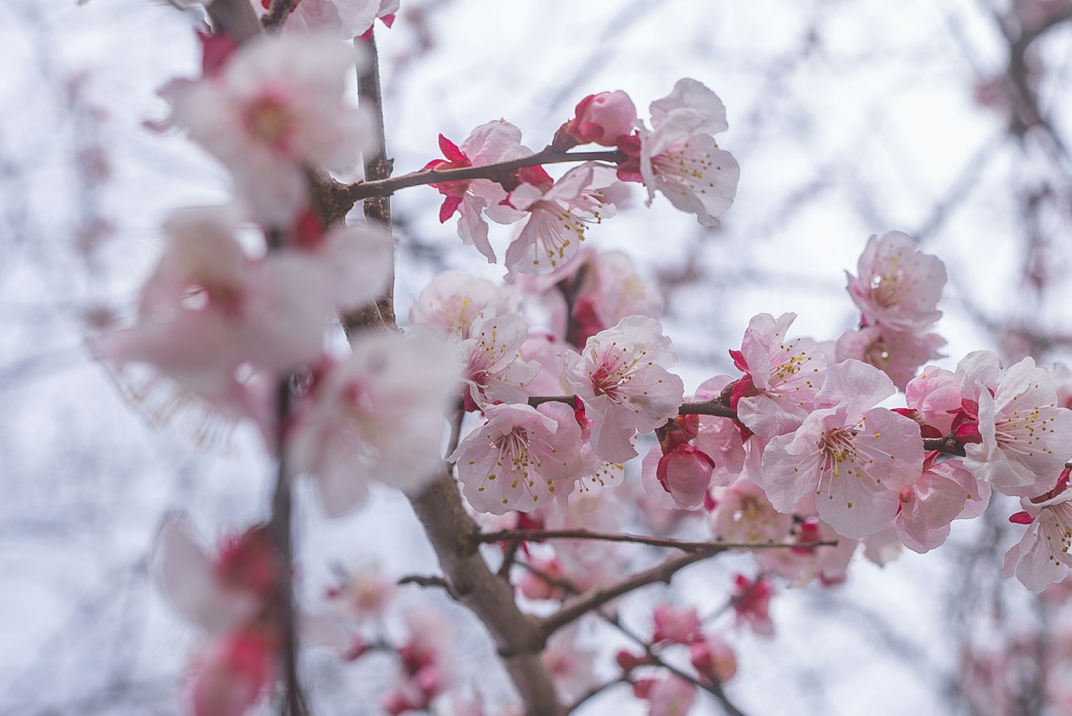 Close-up of cherry blossom branches with pale pink flowers and soft background