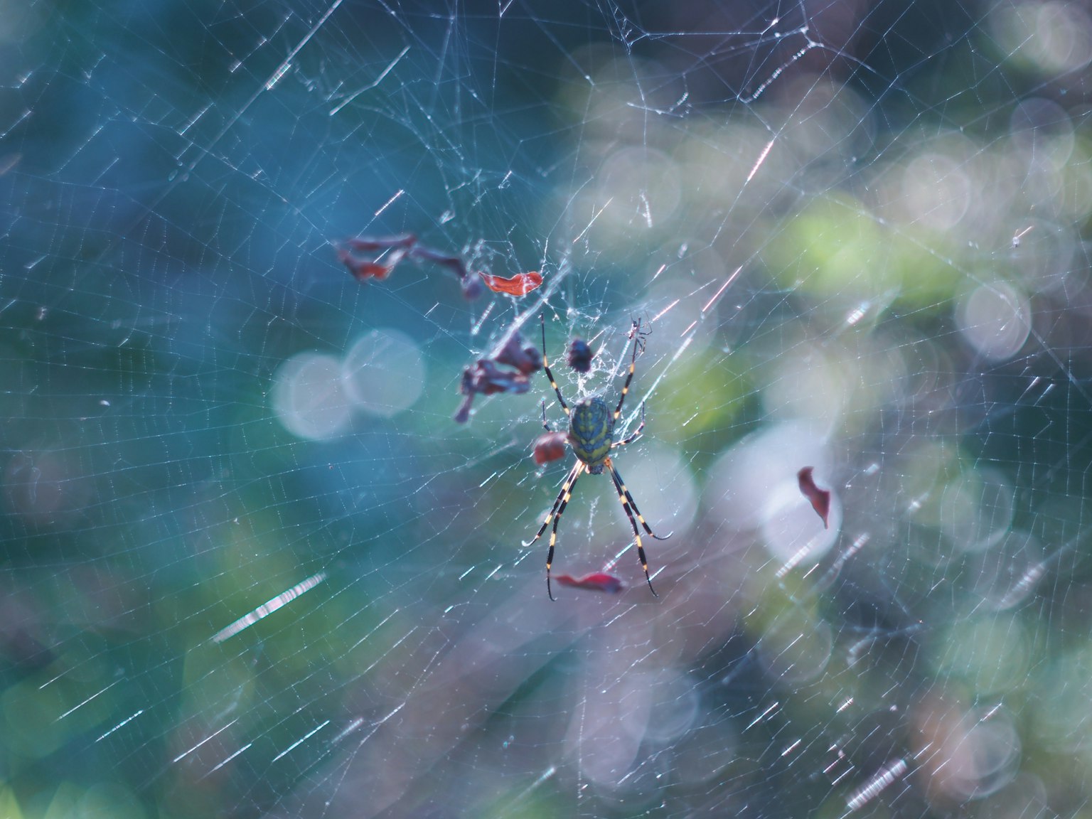 Araña en una telaraña con fondo borroso