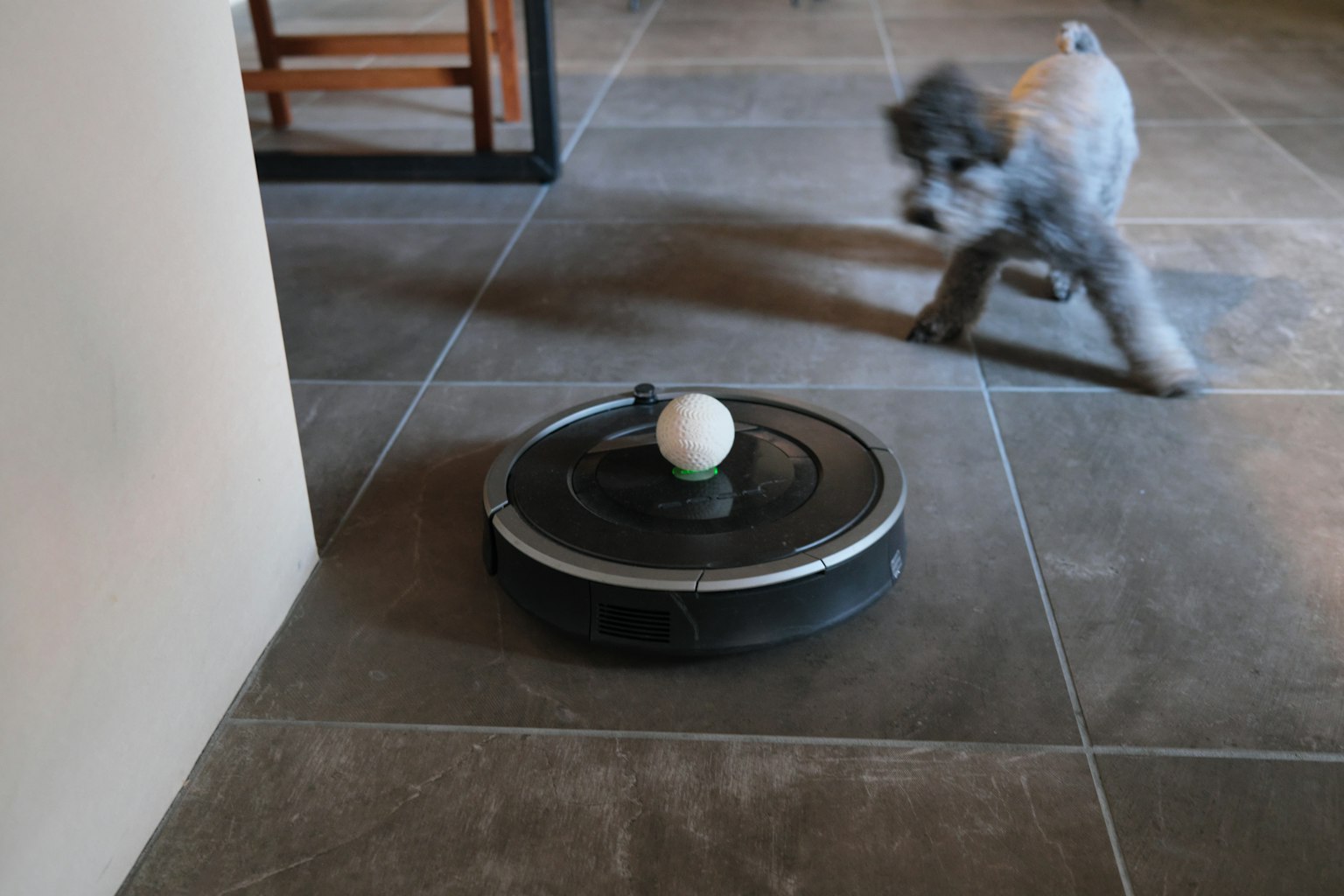 Chien jouant près d'un aspirateur robot