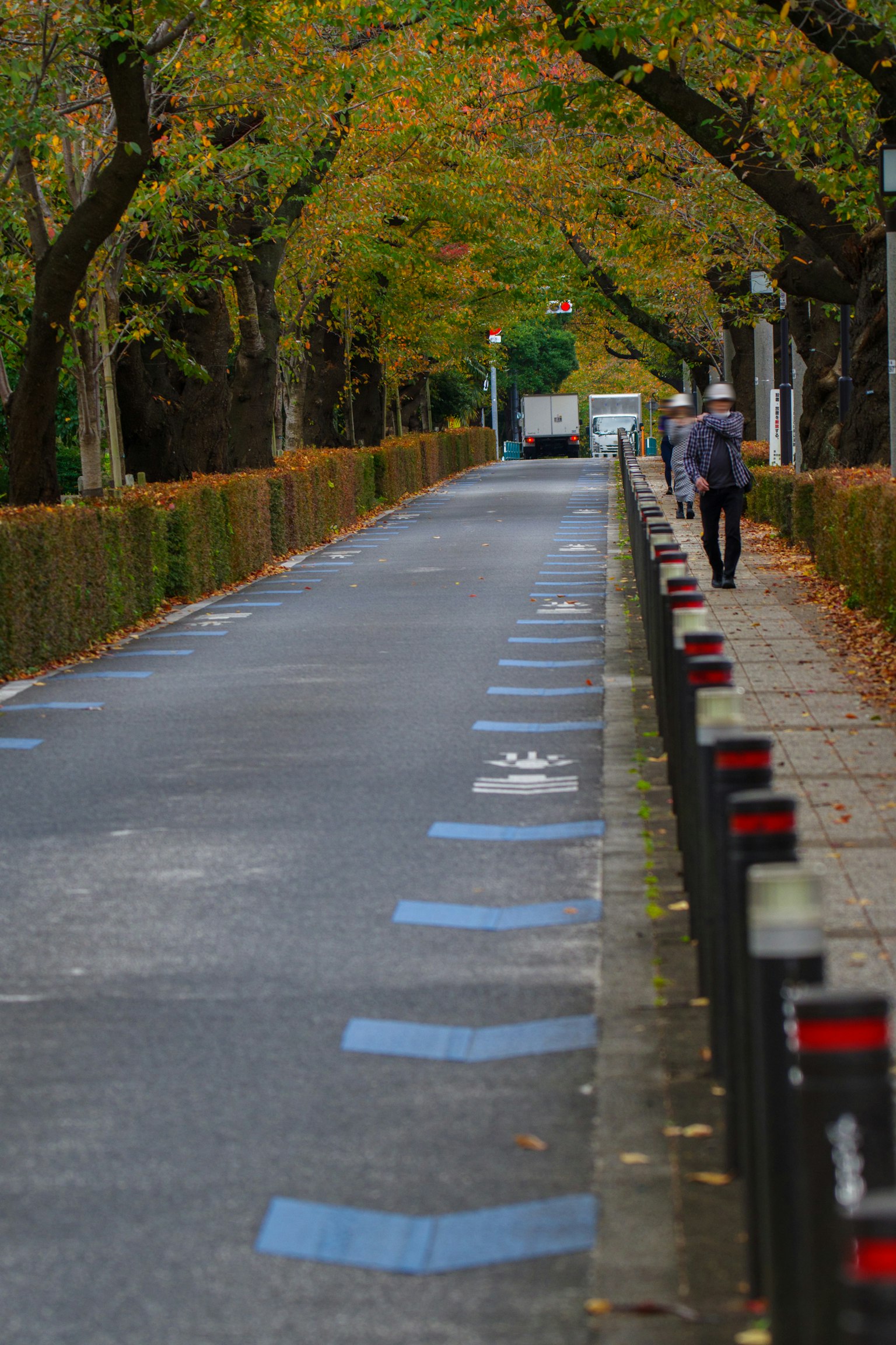 Rue tranquille en automne avec des arbres verts et des marquages bleus
