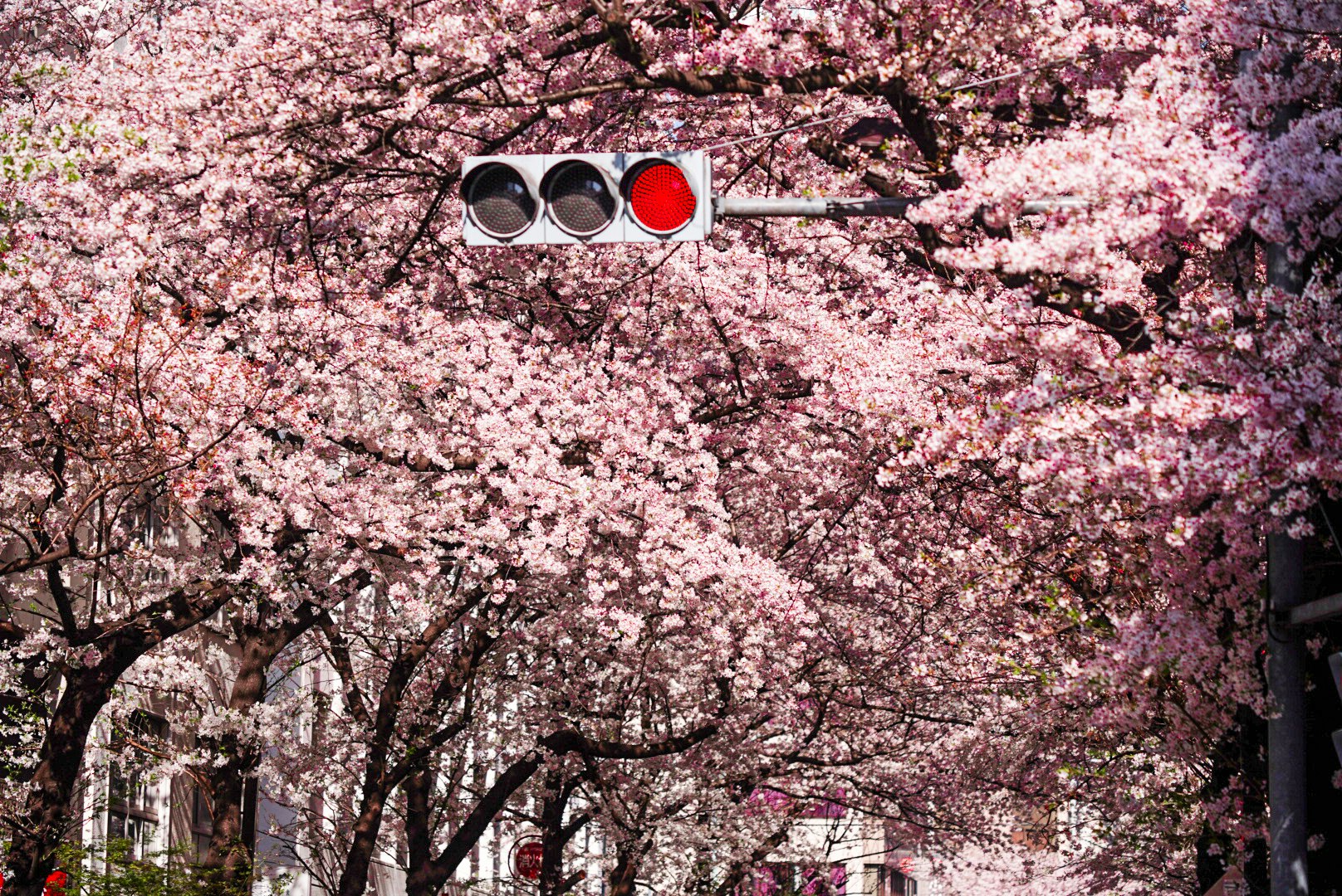 桜並木のトンネルと赤い信号機のある街路