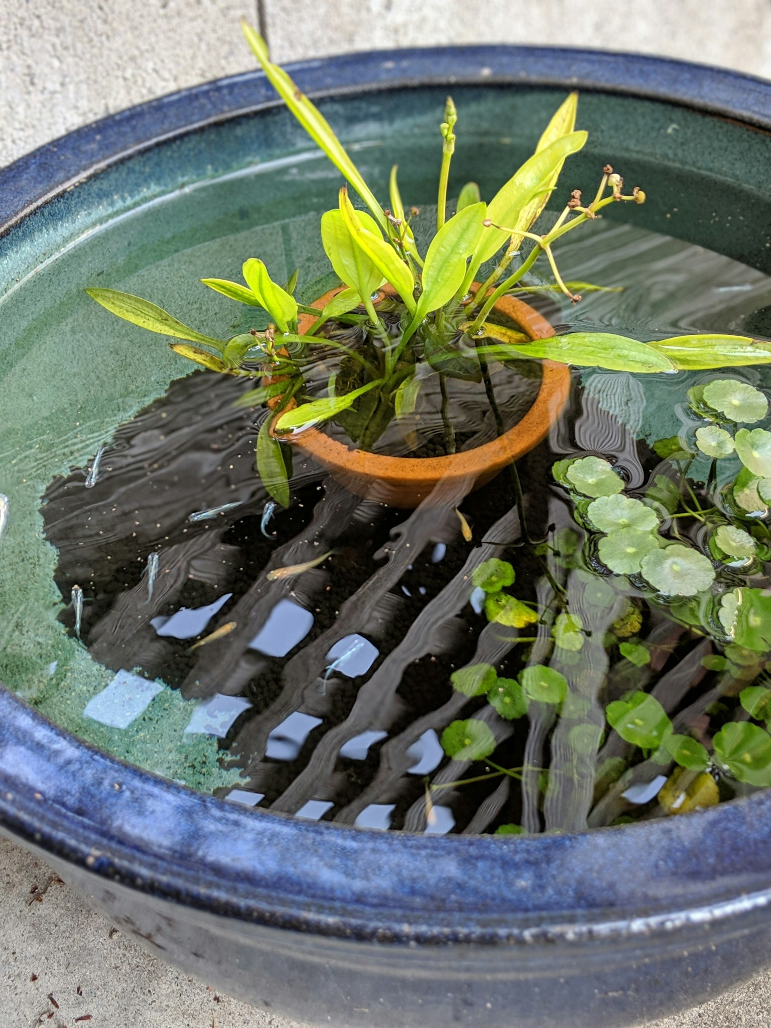 藍色花盆中有水和水生植物，包括漂浮的葉子