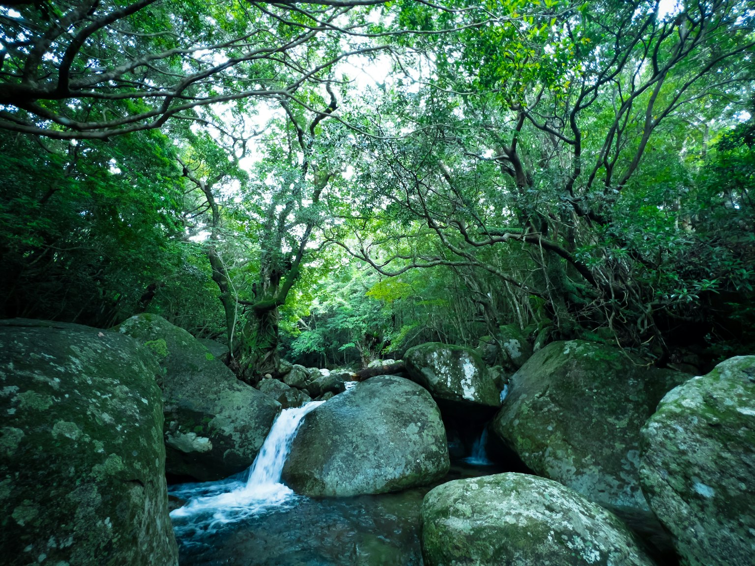 Un ruscello sereno che scorre attraverso una foresta lussureggiante con grandi rocce