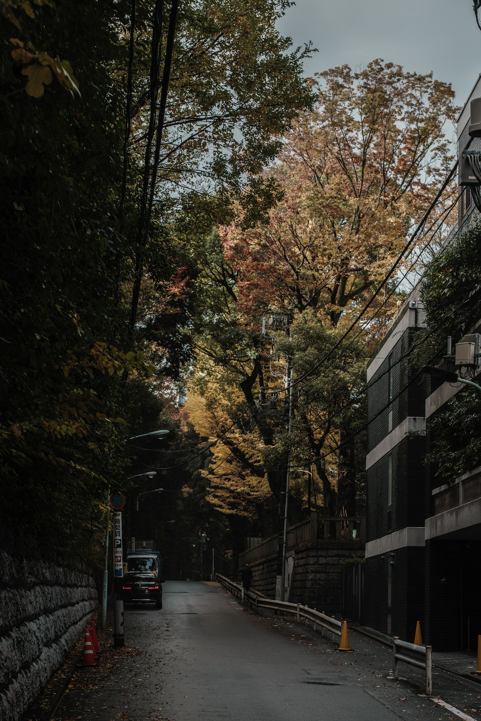 寧靜的街道場景，秋天的樹木沿著道路排列