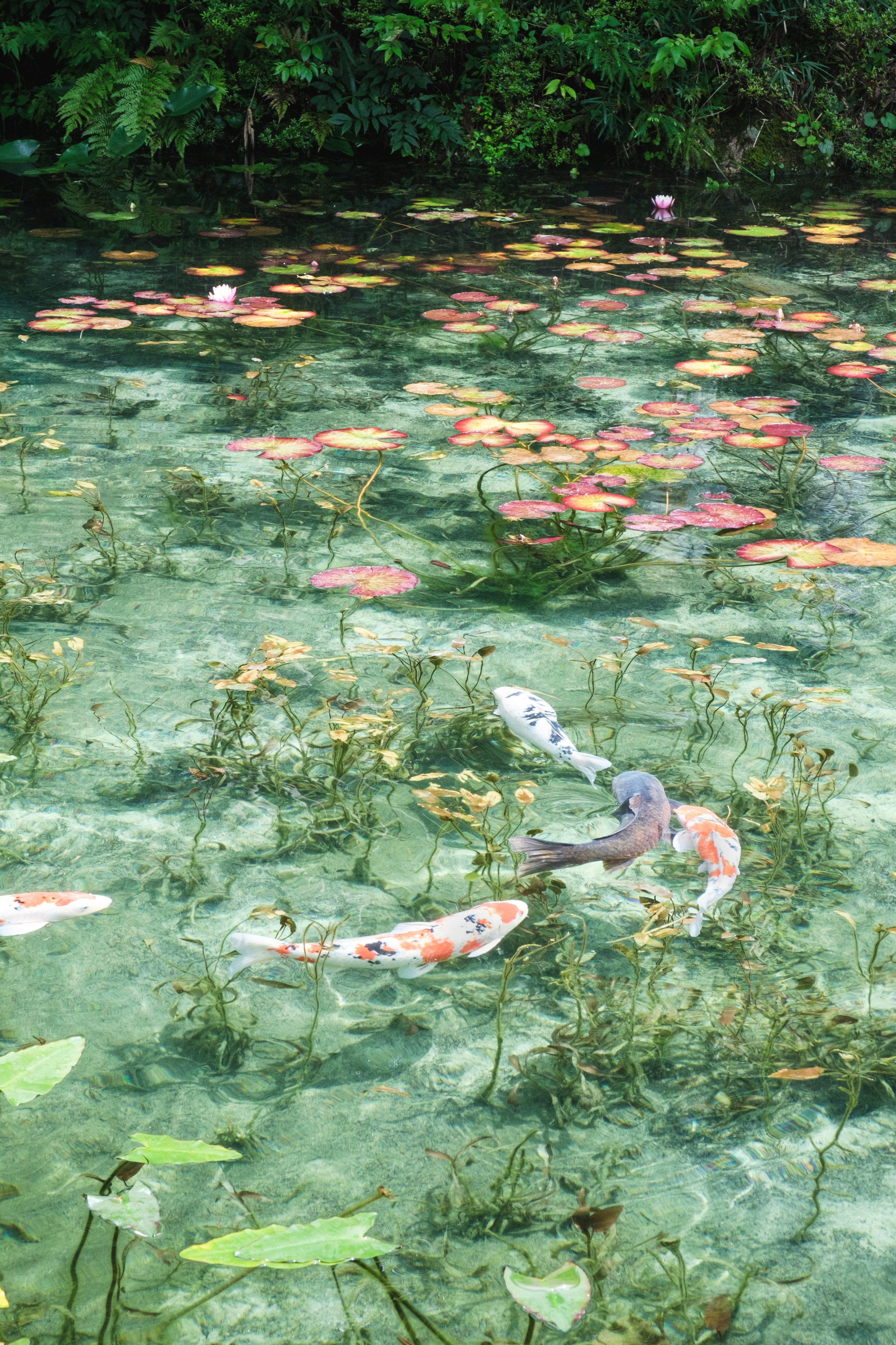 Peces koi nadando en un estanque claro con nenúfares