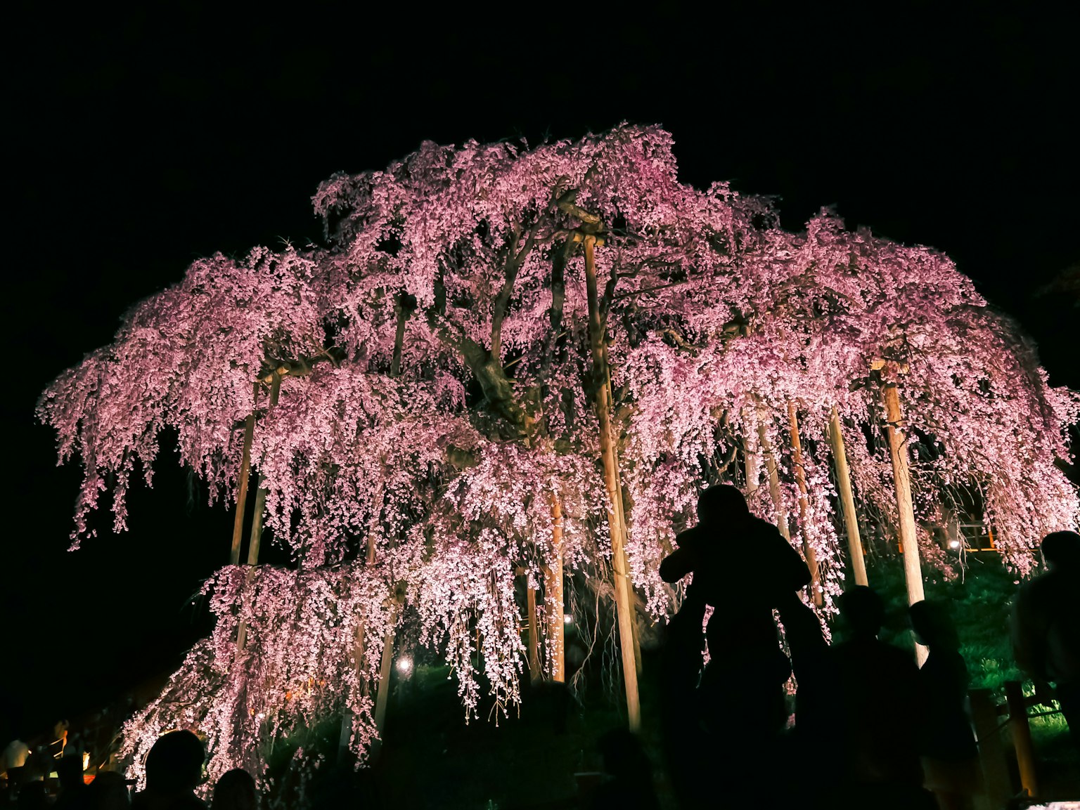 Árbol de cerezo iluminado por la noche con siluetas de personas