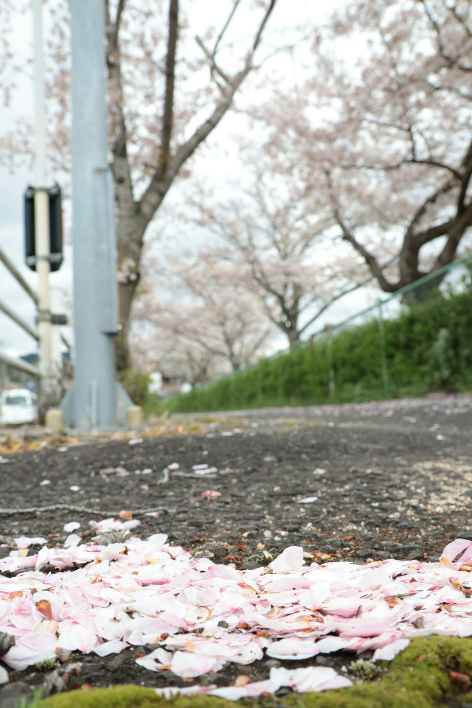 Kelopak bunga sakura berserakan di trotoar dengan pohon sakura di latar belakang