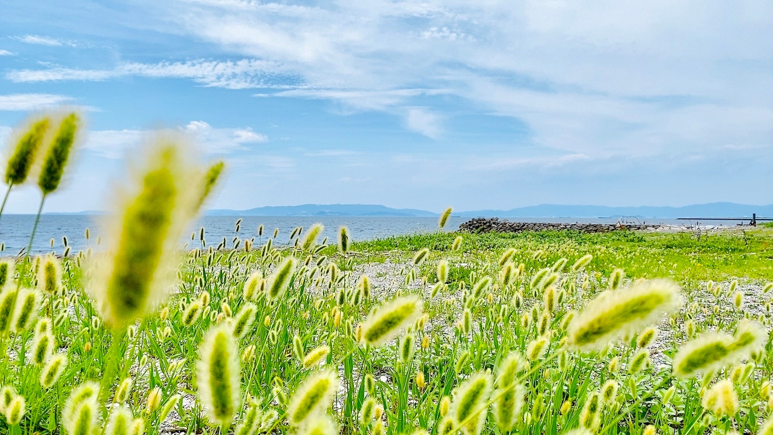 Un campo de hierba verde ondeando bajo un cielo azul