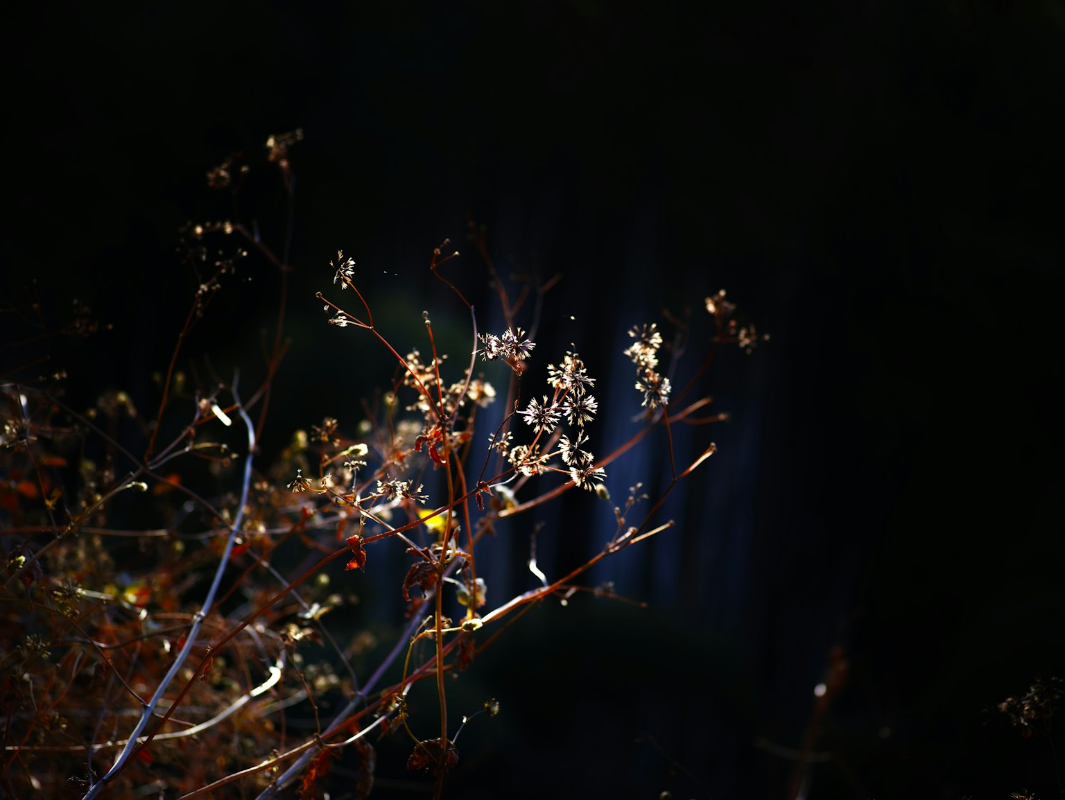 Rami e fiori secchi luminosi su uno sfondo scuro