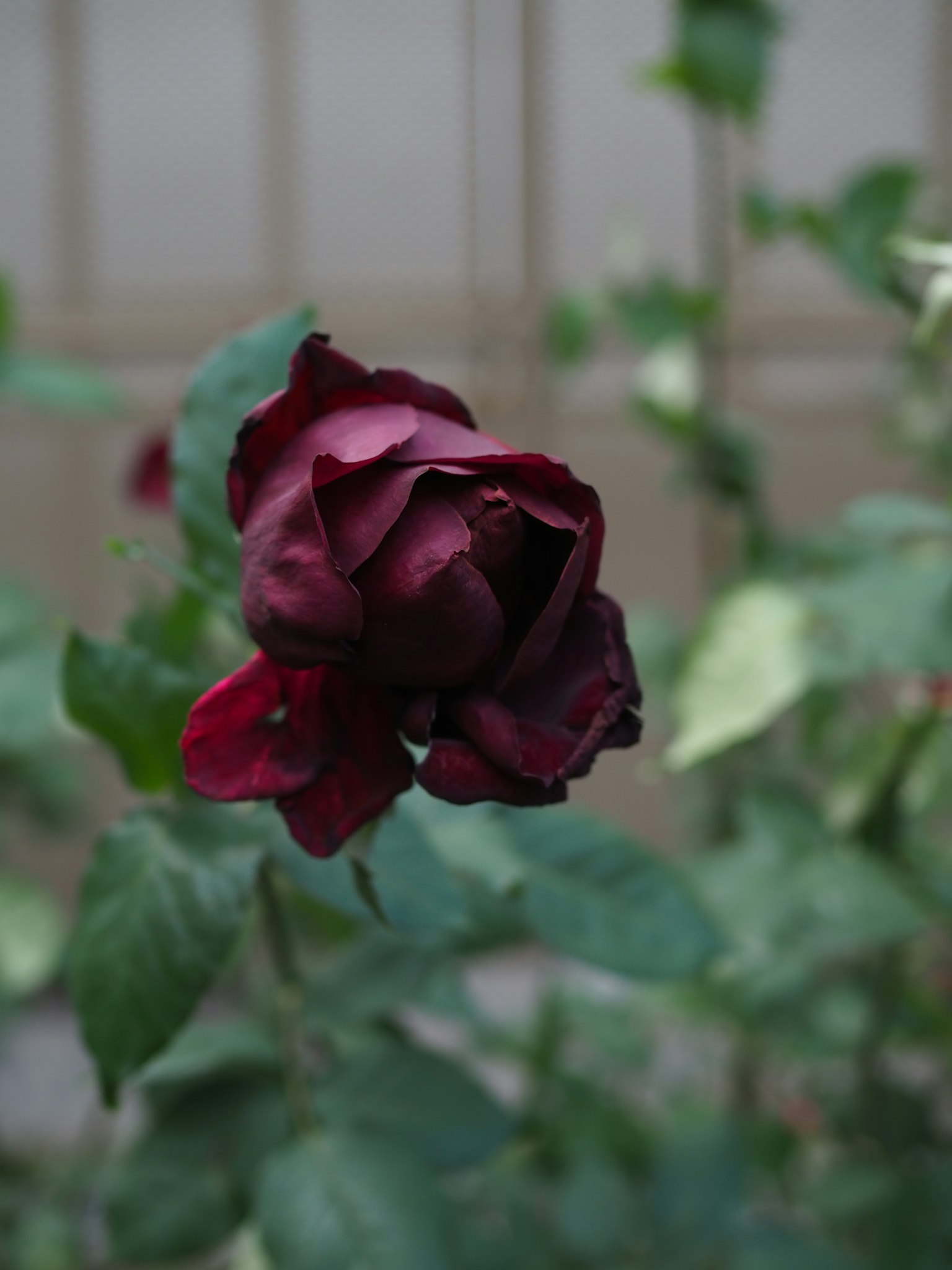 Une fleur de rose rouge profond épanouie parmi des feuilles vertes