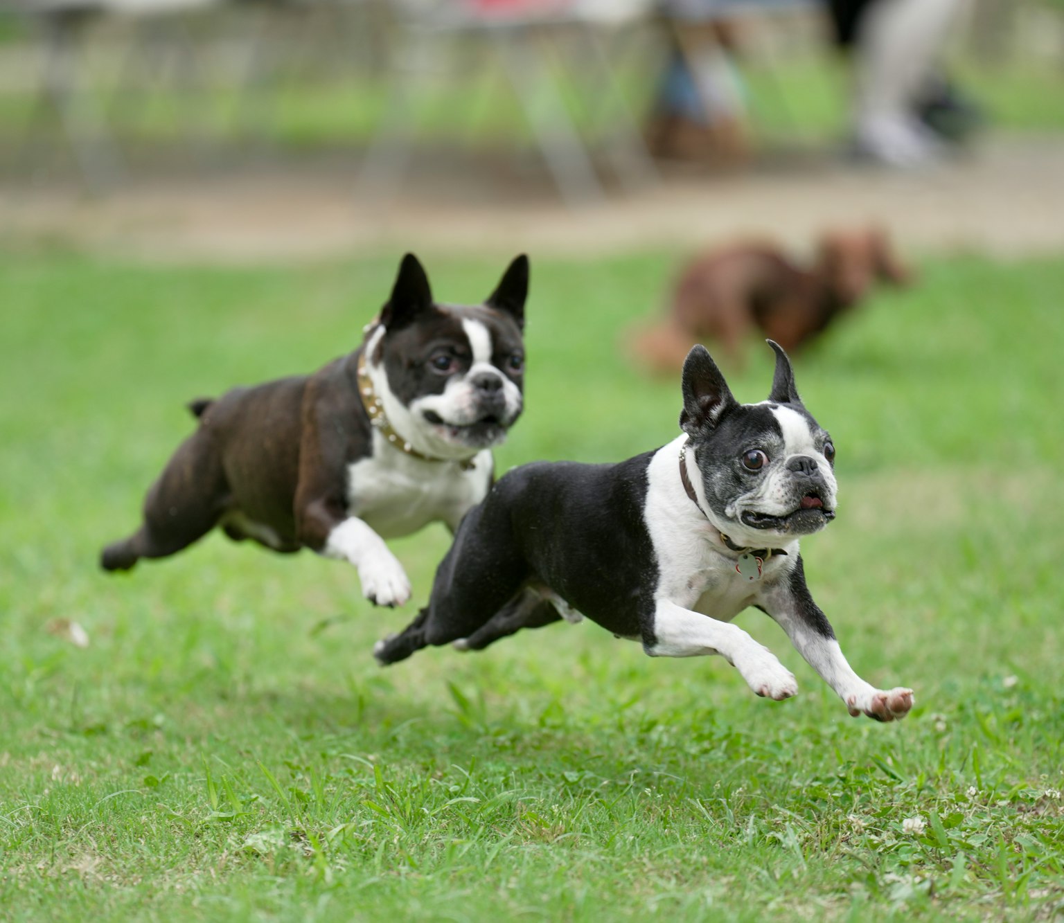 Zwei Boston Terrier, die fröhlich über das Gras in einem Park laufen