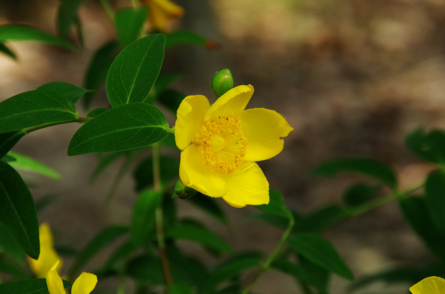 Une fleur jaune entourée de feuilles vertes