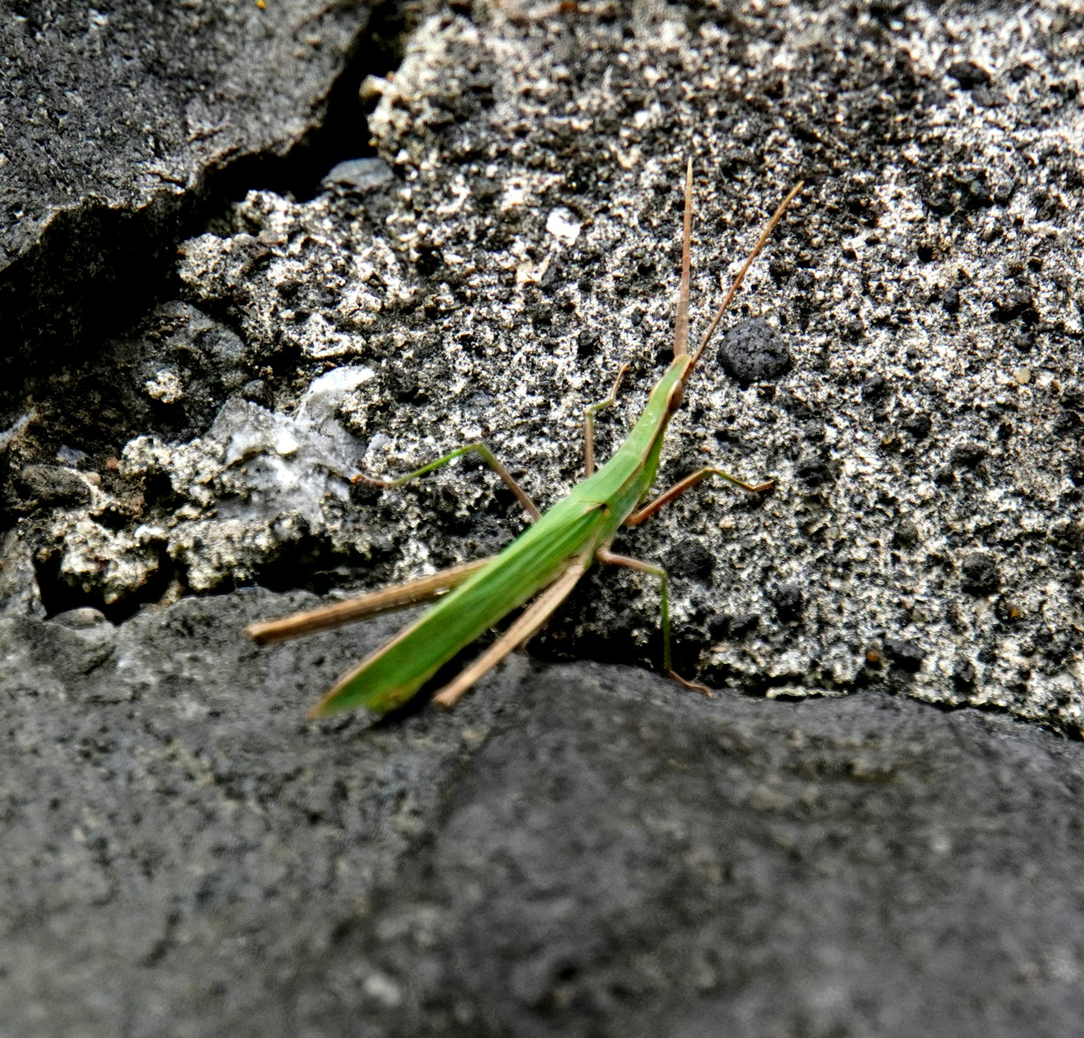 Green grasshopper on a rocky surface