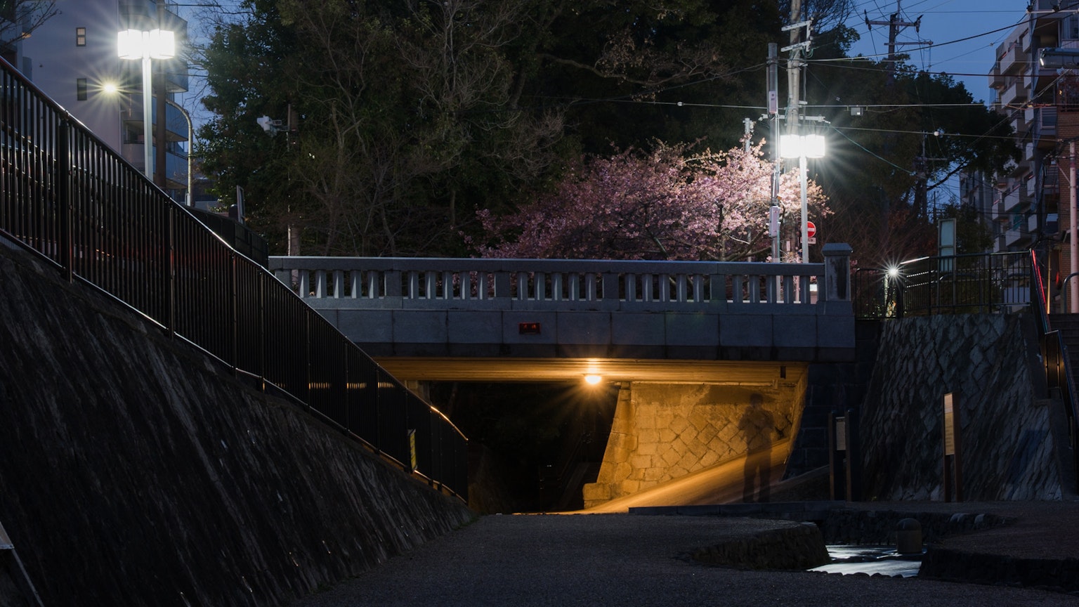 Túnel bajo un puente por la noche con cerezos en flor