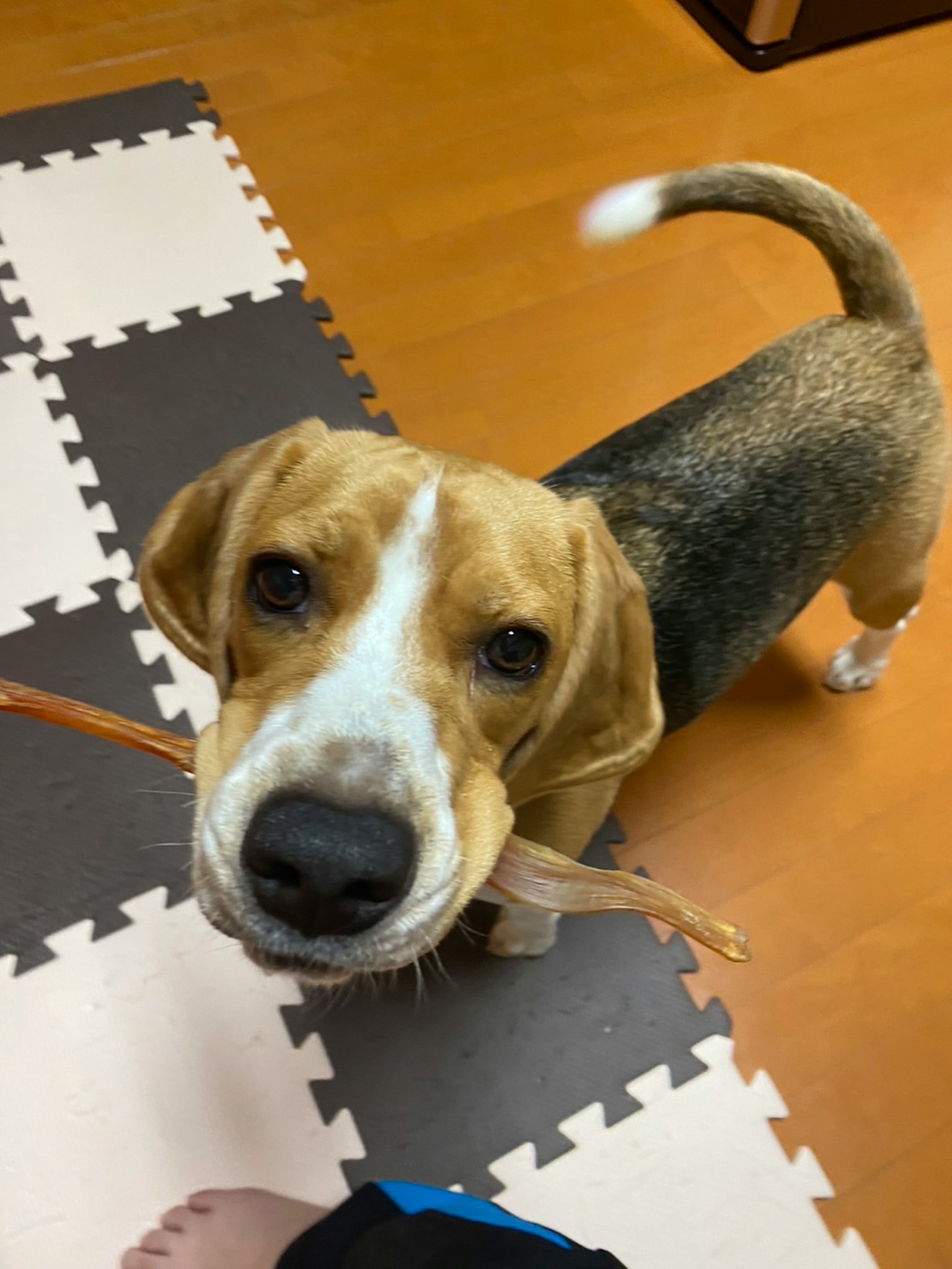 一只比格犬在室内叼着玩具
