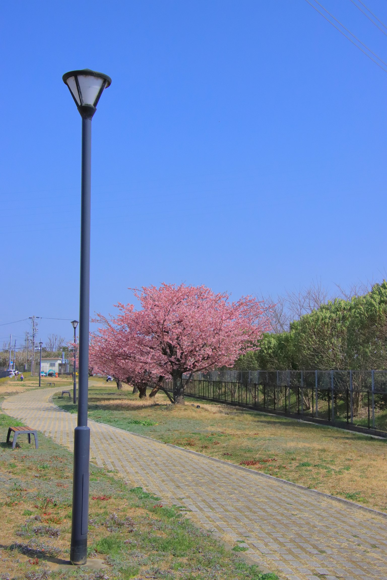 ทิวทัศน์สวนสาธารณะที่มีต้นซากุระและโคมไฟข้างถนนใต้ท้องฟ้าสีฟ้า