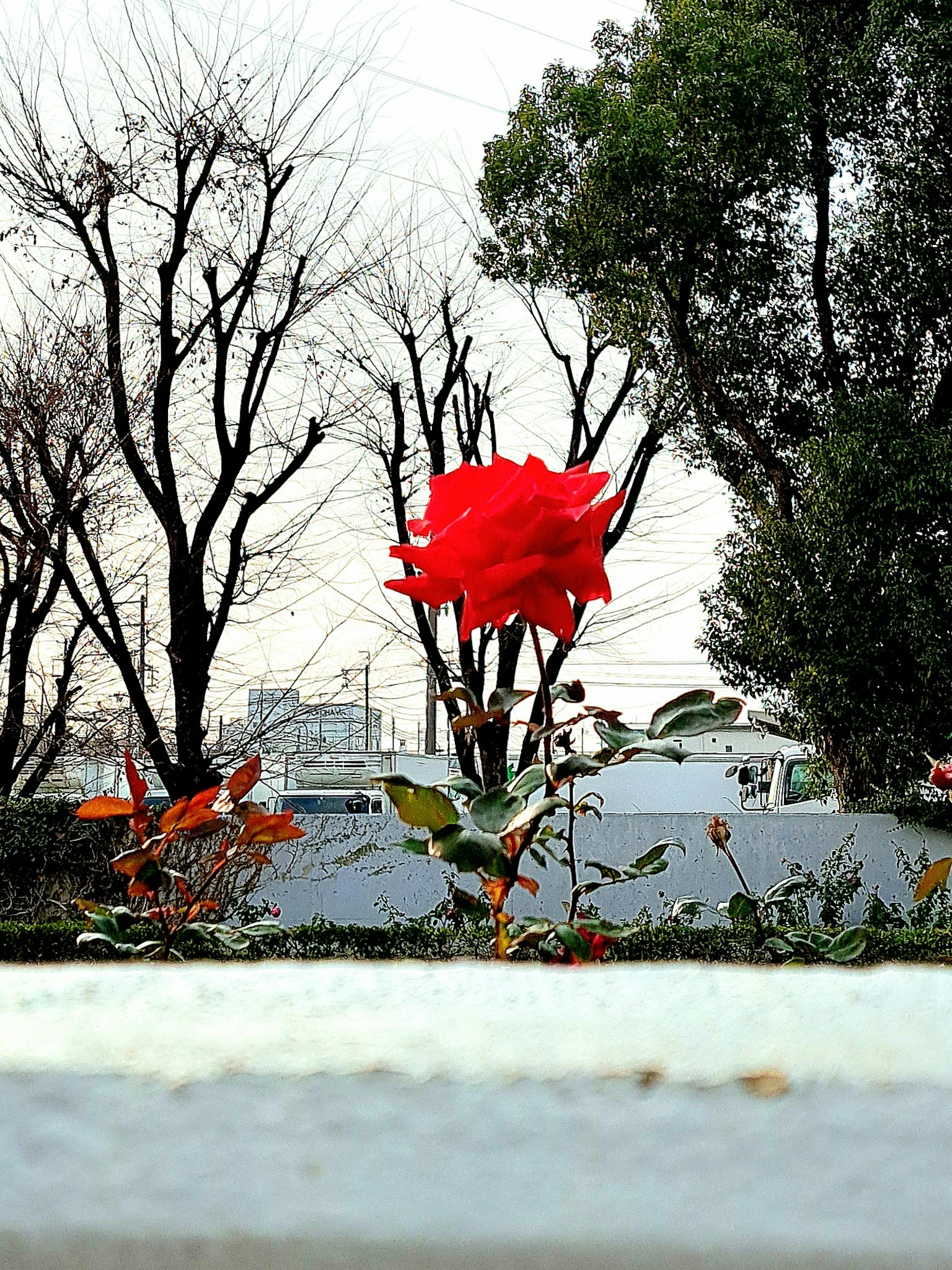 A photo of a blooming red rose in a garden