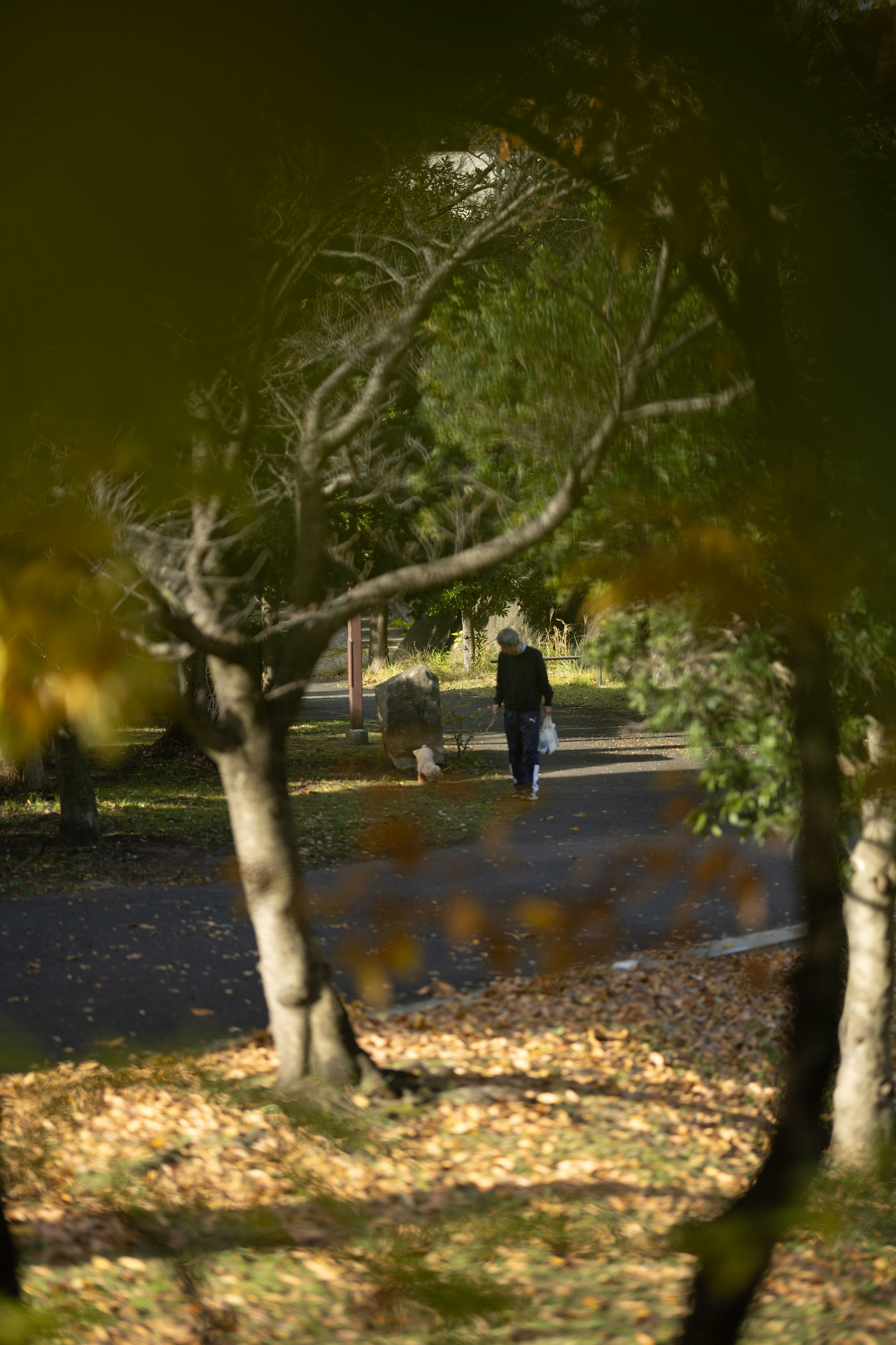 木々の並ぶ小道を歩く人々のある公園の風景