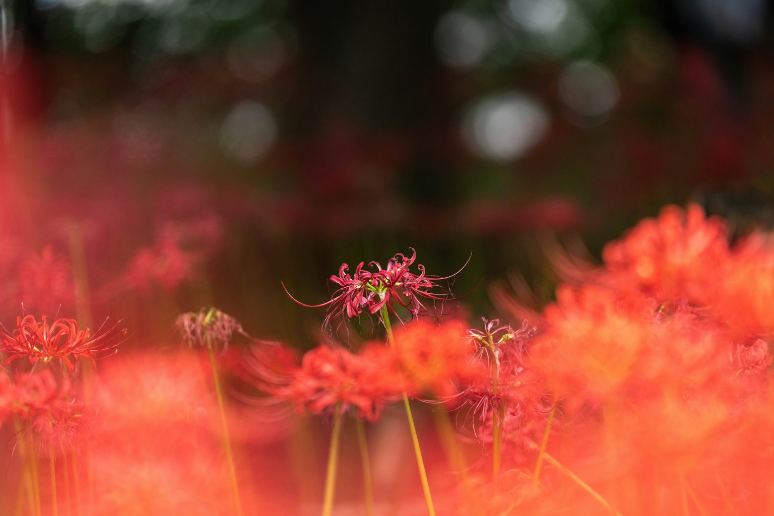 紅色彼岸花田及模糊背景