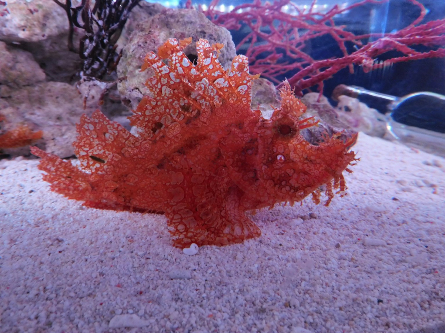 Ein orangefarbener Blattfisch, der auf dem Sand in einem Aquarium ruht
