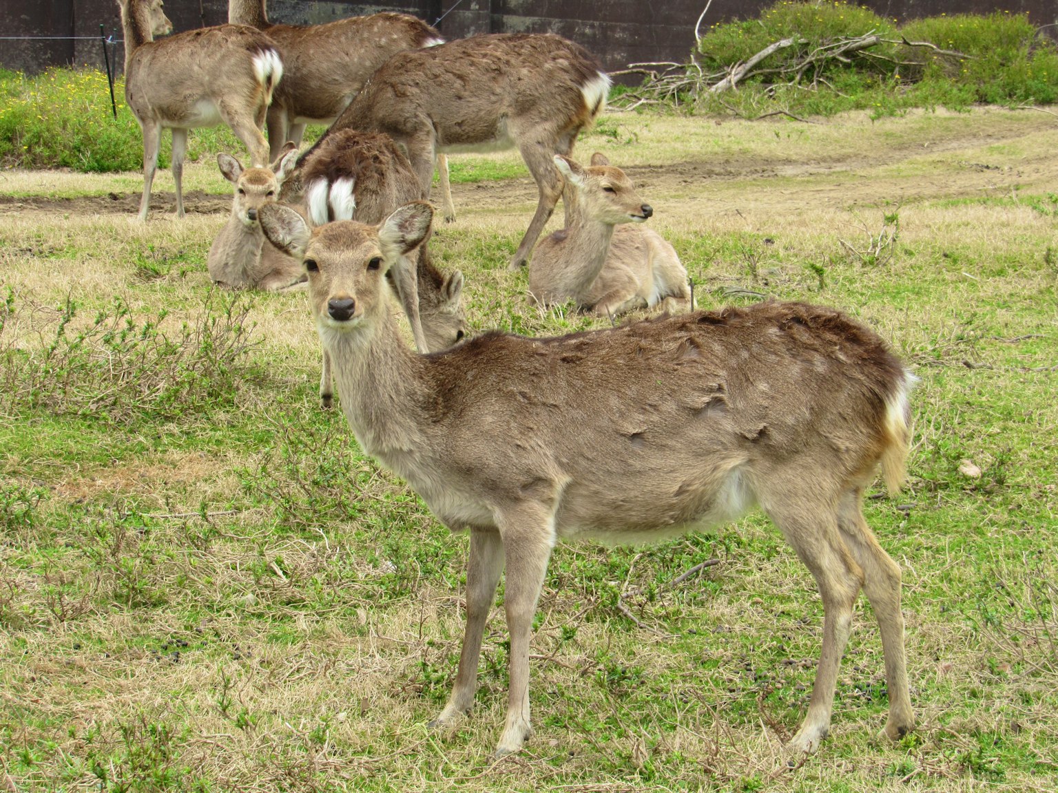 Young deer among a group of deer in a grassy field